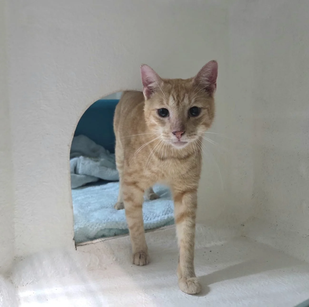 This beautiful male ginger was brought into Ashburne vet as a stray. 

He was found outside 10 Balgownie Crescent, Durban North. He is neutered but no microchip. 

He is super friendly, if he is your baby or you know him, please give us a call on 031