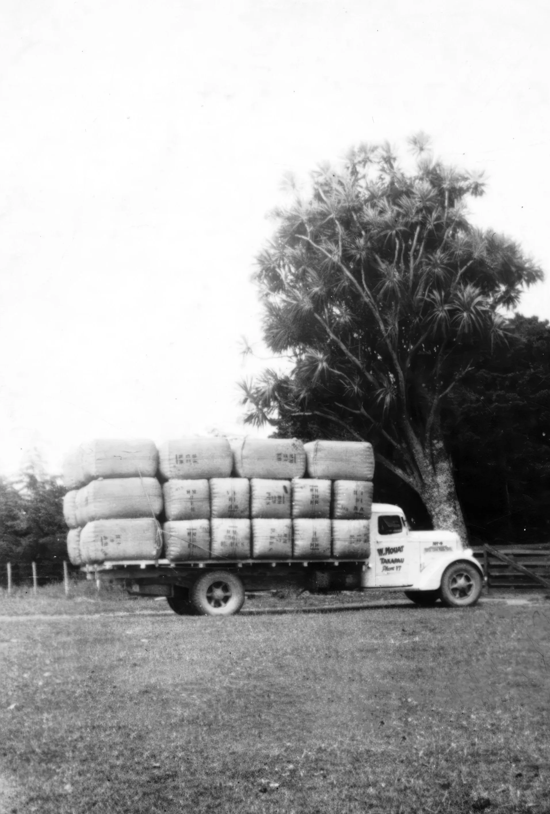 REO truck leaving Kōukanui, carrying a load of wrapped wool bales, with a large kānuka tree in the background.