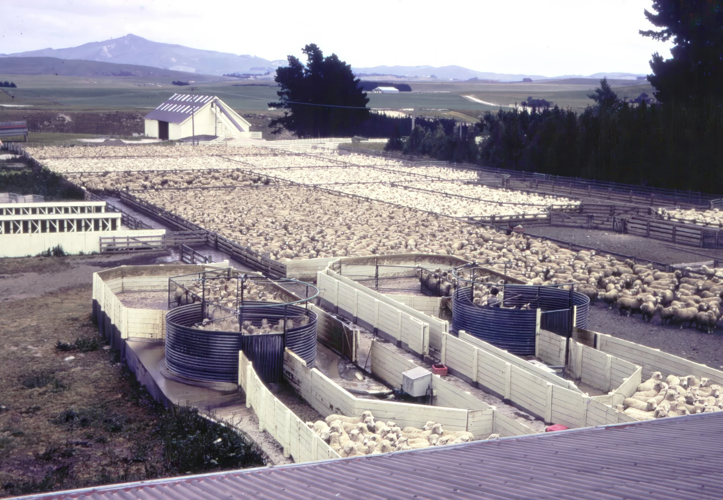 Mangaorapa Station with multiple pens and a large flock of sheep in the pasture, with mountains and trees in the background.