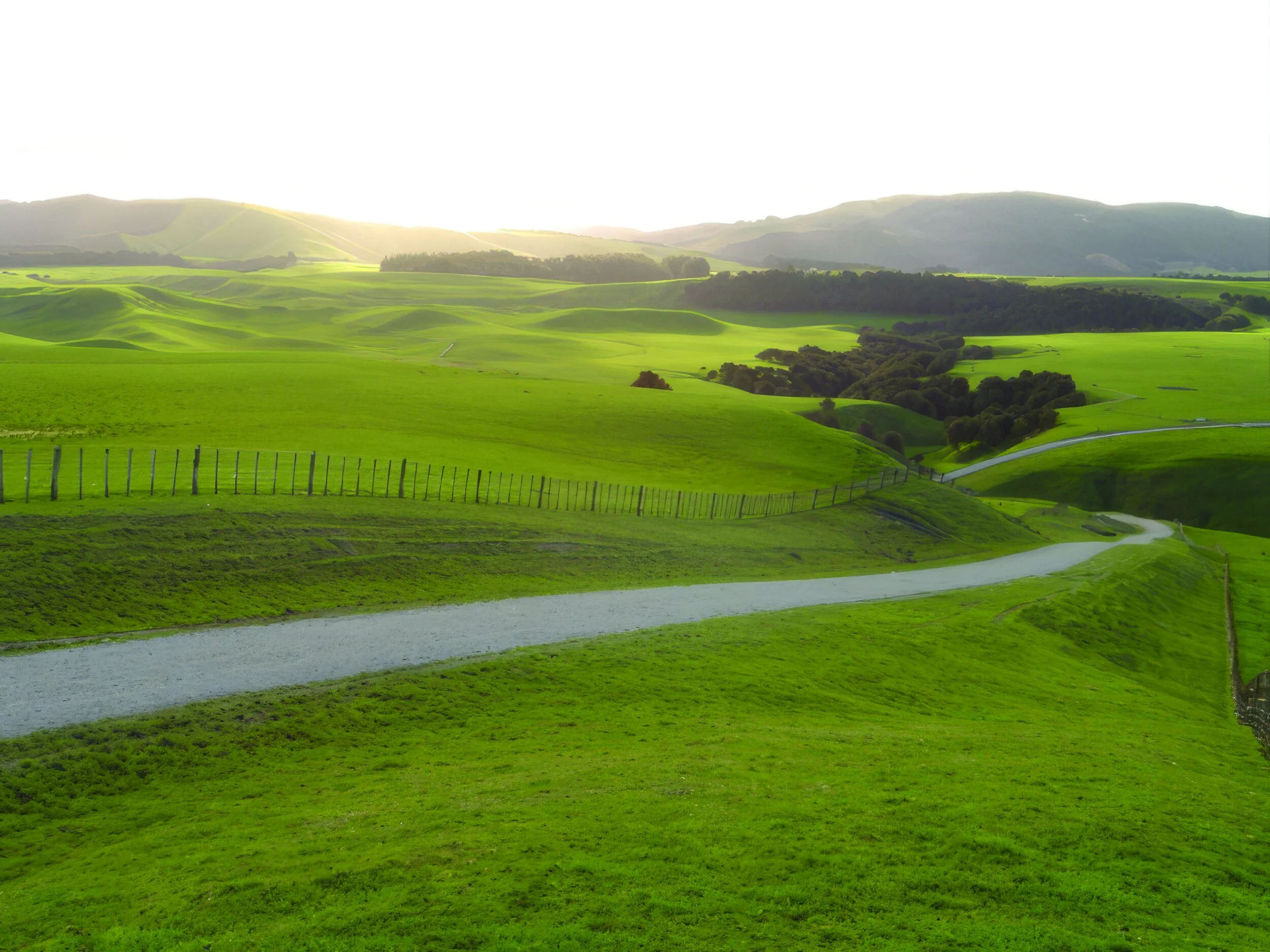 Mangaorapa Station. Amy's Hill Road, Shanty Flat paddocks to right of scrub.