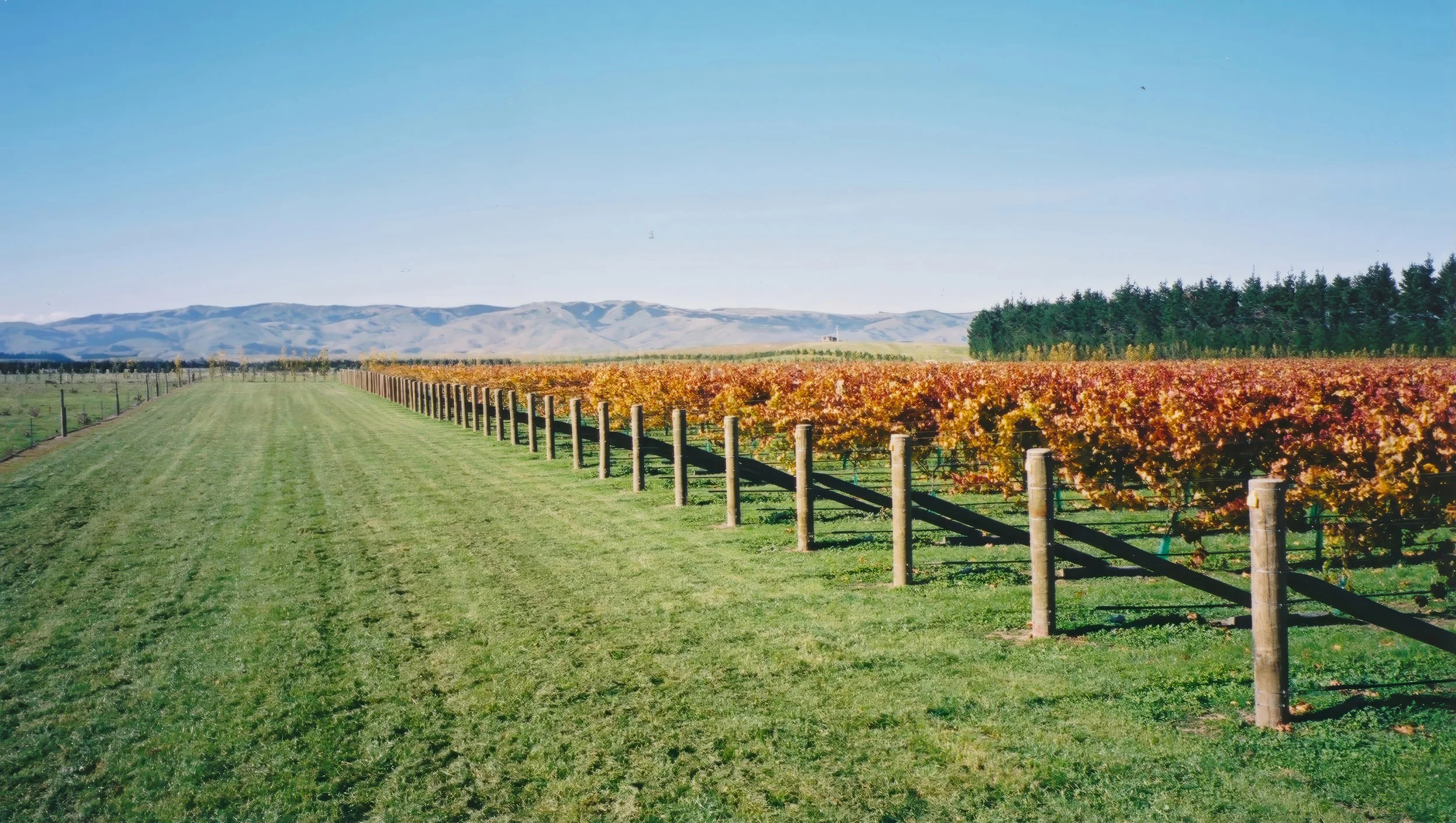 Mangaorapa Estate vineyard with rows of grapevines on a sunny day, bordered by a wooden fence, with green grass, distant mountains, and a clear blue sky.
