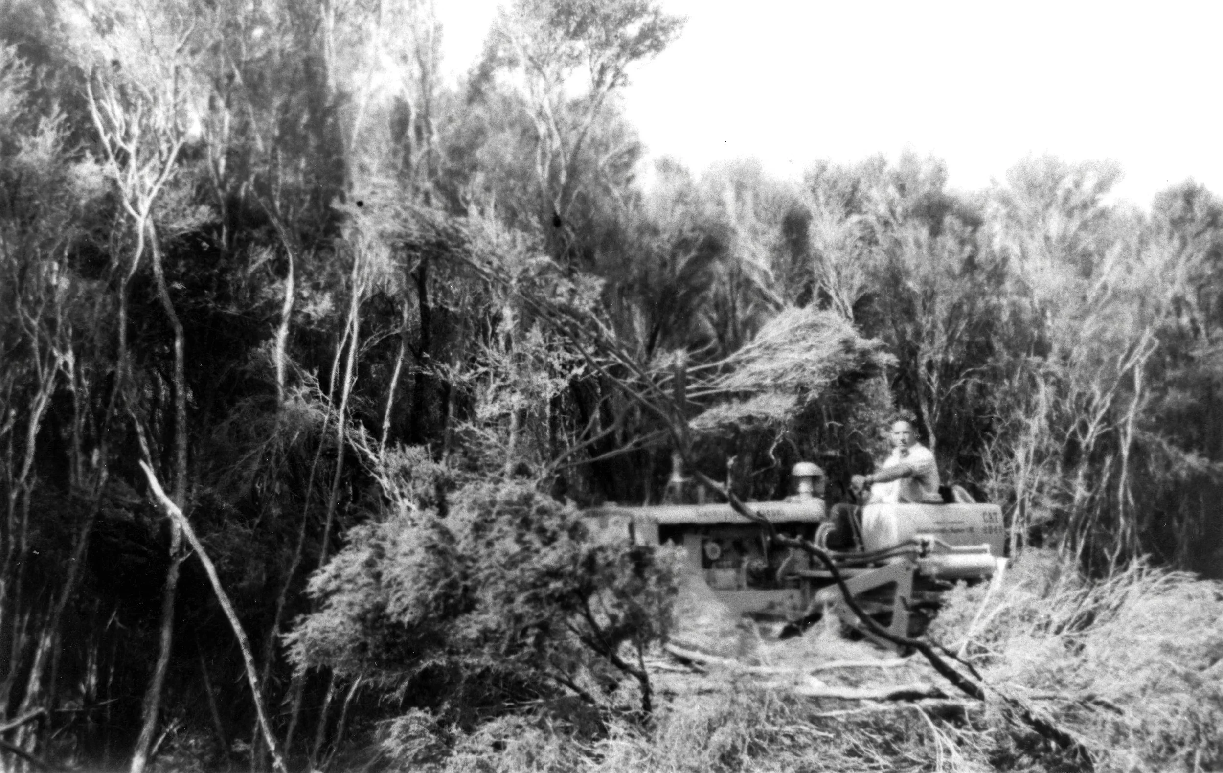 Don Mouat operating a Caterpillar D4-7U bulldozer clearing clearing mature manuka at Mangaorapa Station.