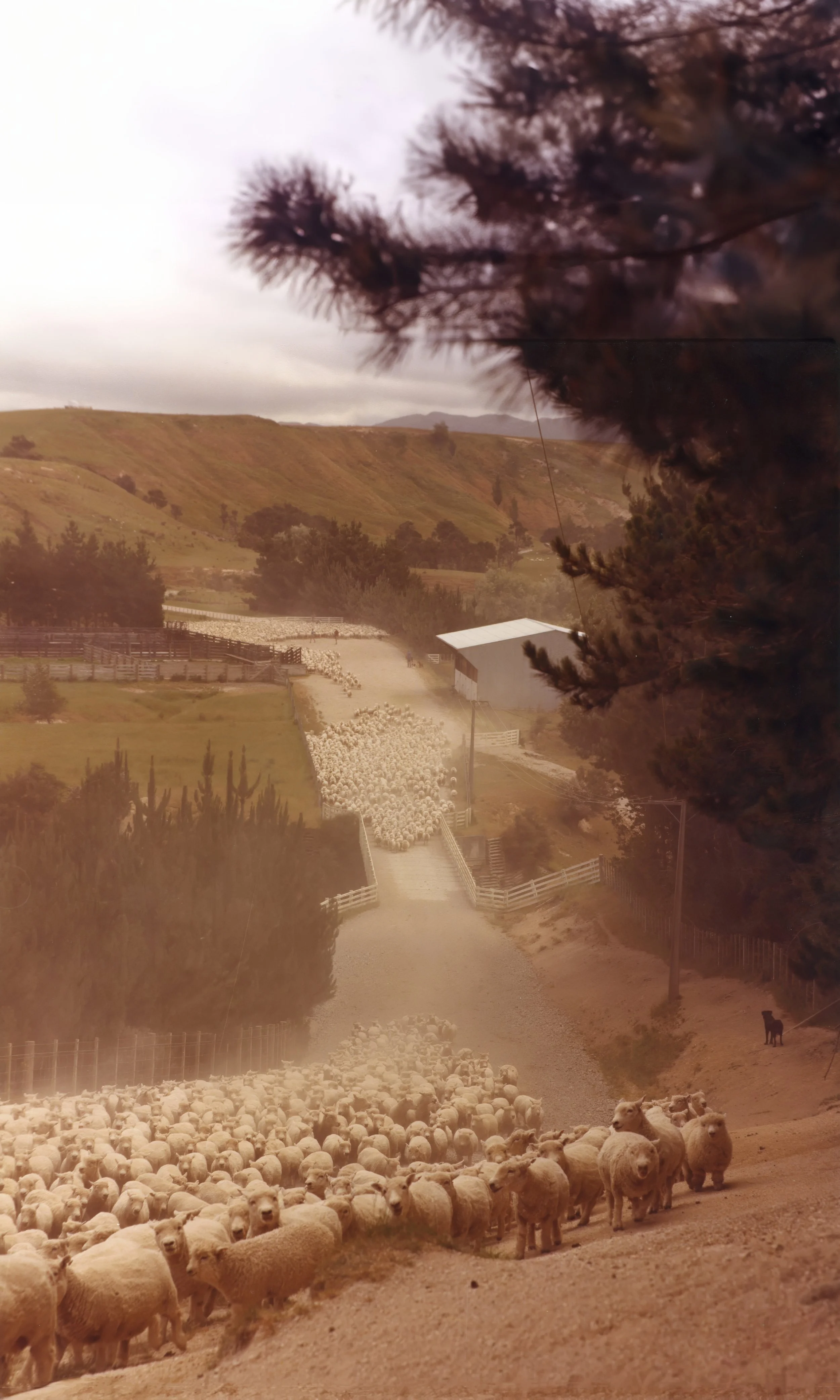 Dusty Muster. 3000 Romney ewes and lambs heading to the woolshed for shearing at Mangaorapa Station.