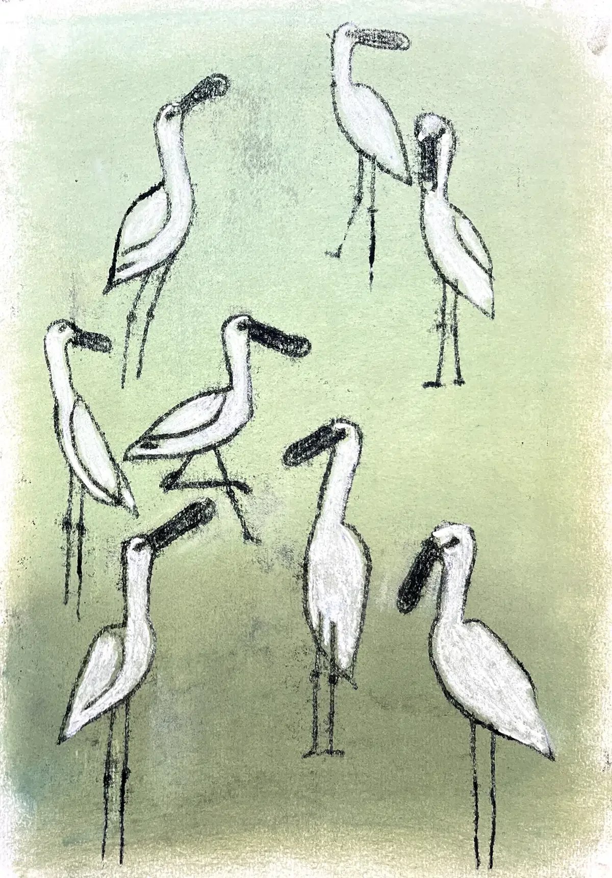 Spoonbills, green