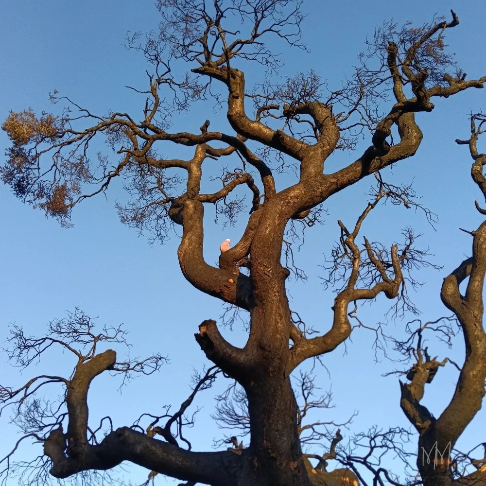 🌿 Finding Inspiration in the Quiet Moments