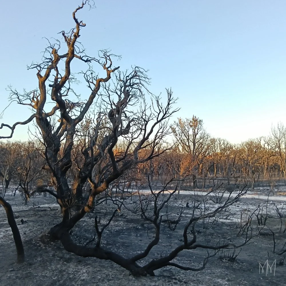A large burnt tree with twisted branches, lit softly by morning sun, standing in a quiet, scorched landscape.