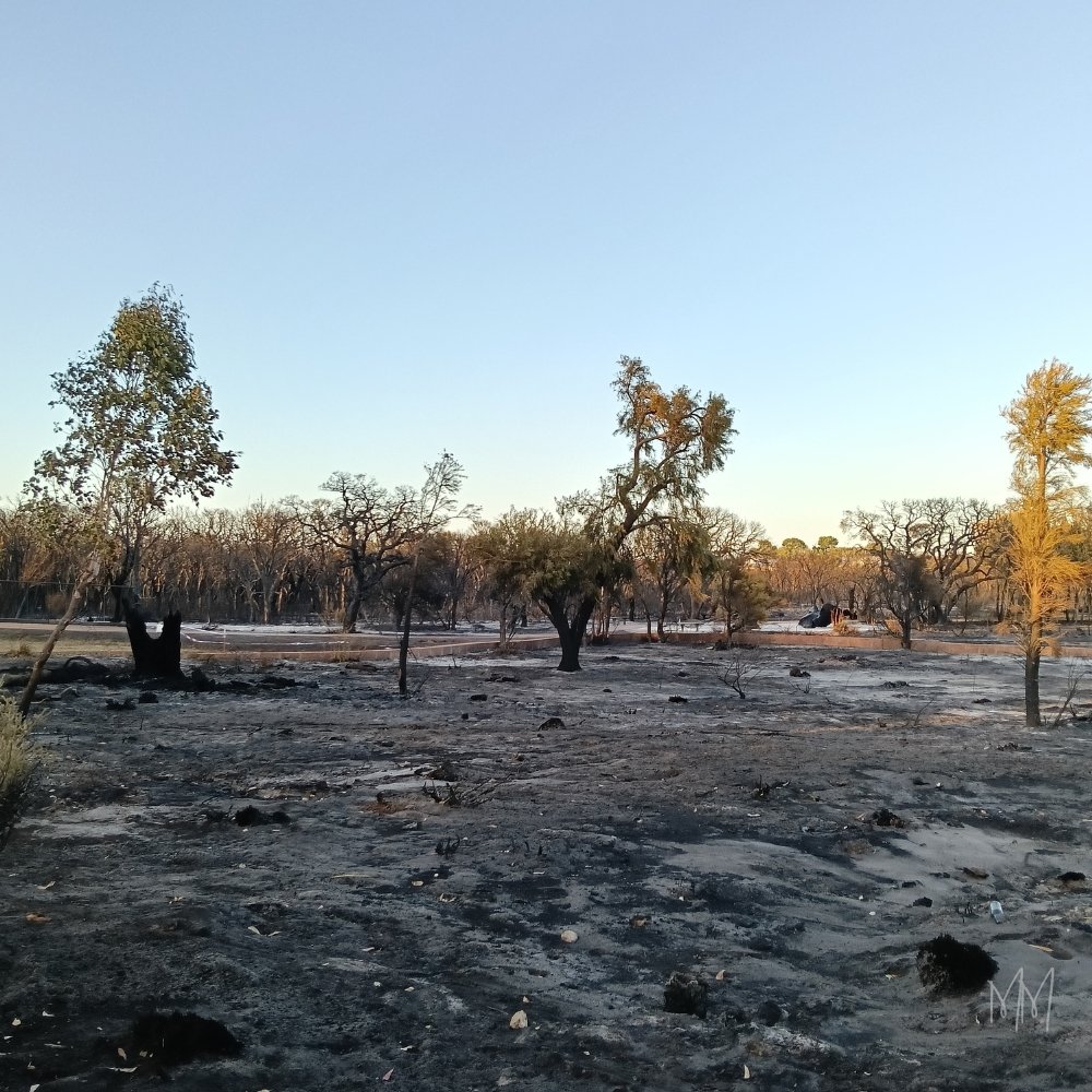 Burnt bushland after a recent fire, with scorched trees and ash-covered ground under a clear sky.