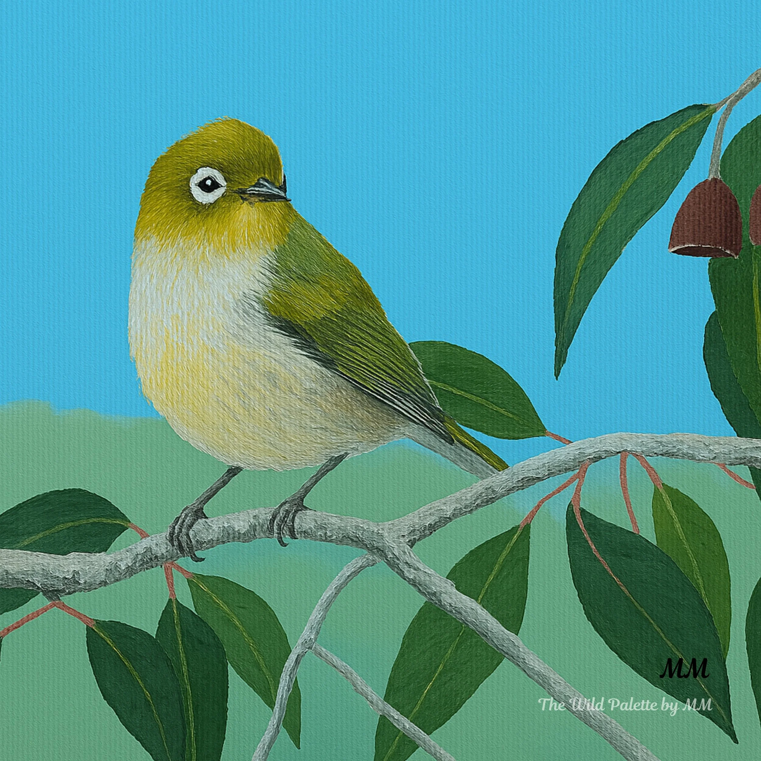 Bring a quiet moment of Western Australian nature into your home with this digital art print featuring the Silvereye (Zosterops lateralis)—a small native bird known for its olive-green plumage and delicate white eye-ring.