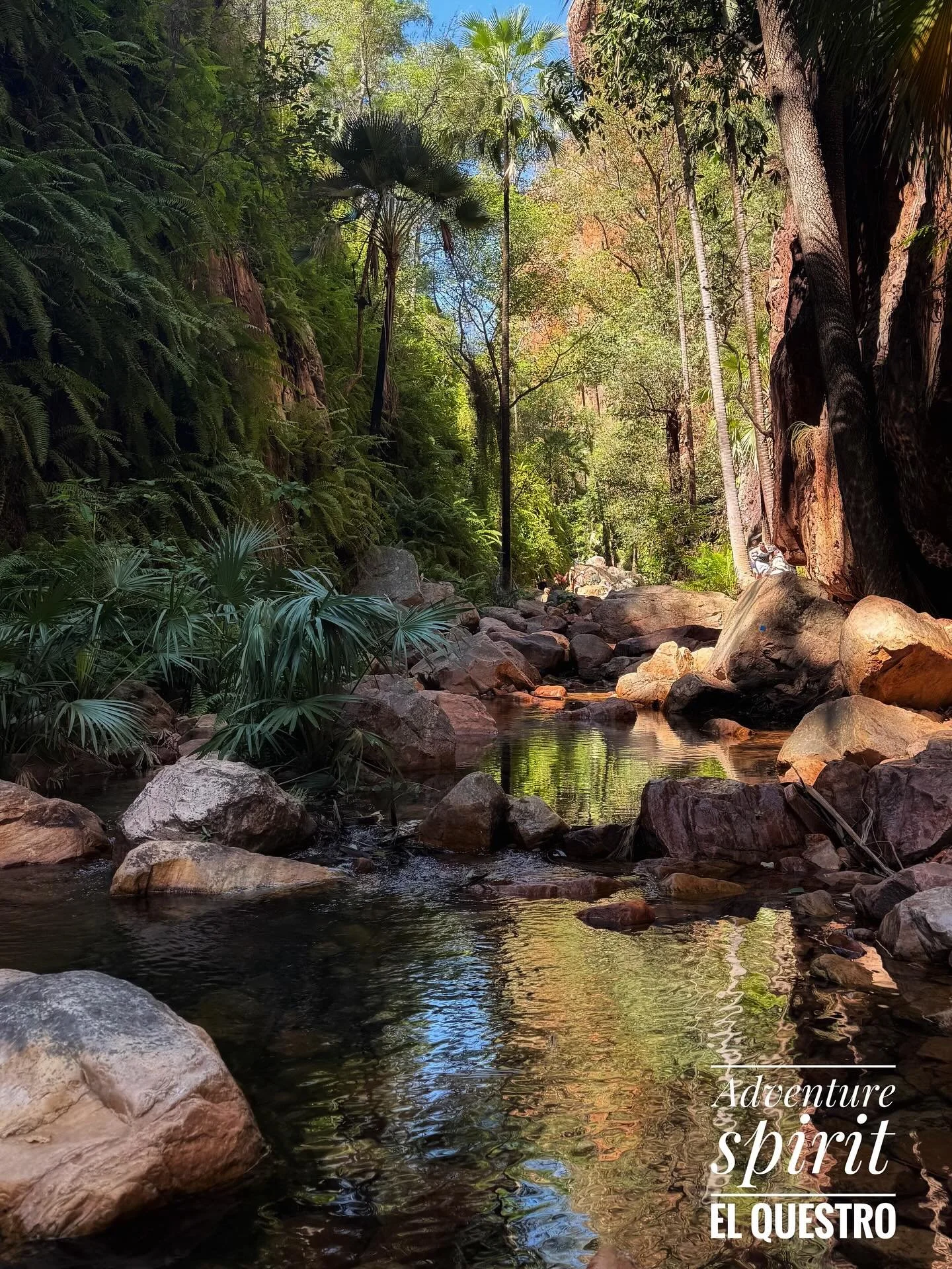 Spacer przez wąwozy El Questro to jak wejście do innego świata. 🌿
Wysokie, pionowe ściany skalne otaczają Cię z każdej strony, a między nimi wiją się wąskie ścieżki prowadzące przez cień palm, paproci i chłodne strumienie.
To tu, w samym sercu Kimbe