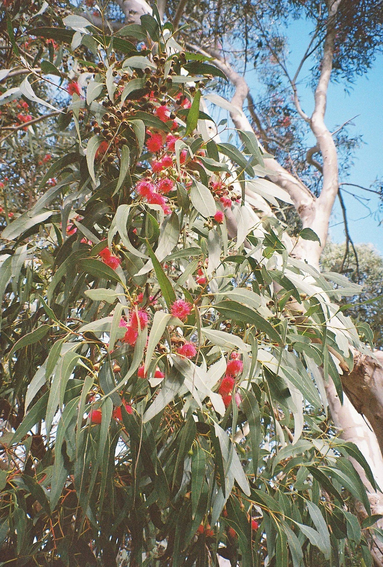 Close-up of a eucalyptus tree with narrow green leaves and vibrant pink fluffy flowers, with a clear blue sky and other trees in the background.