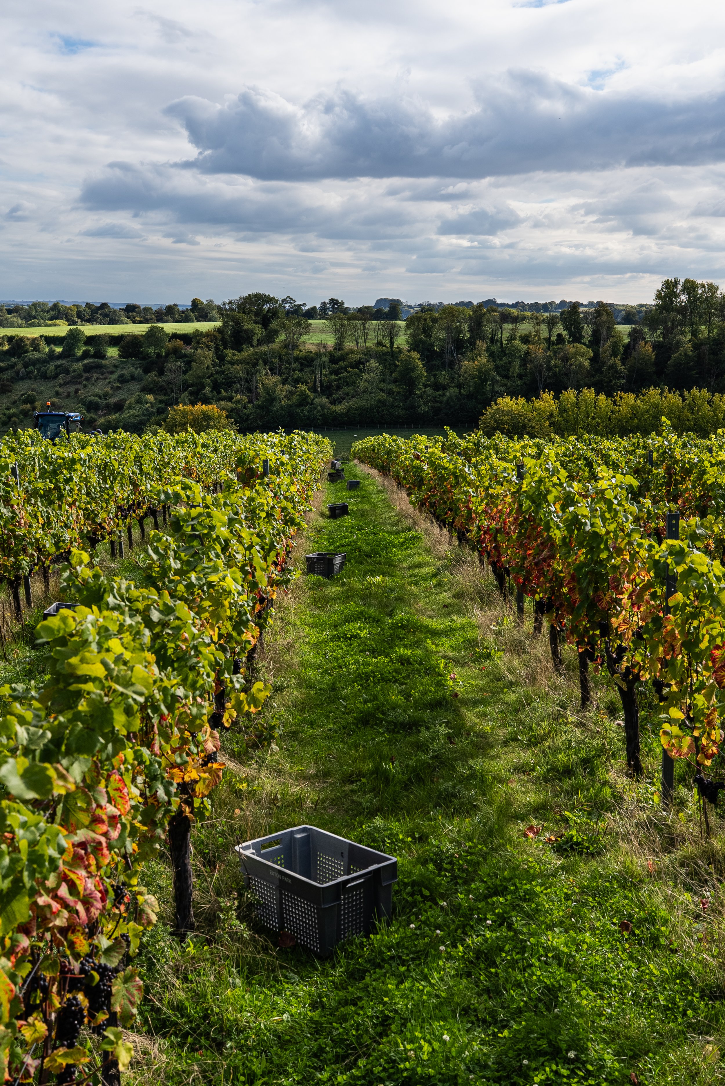 Vineyard.jpg