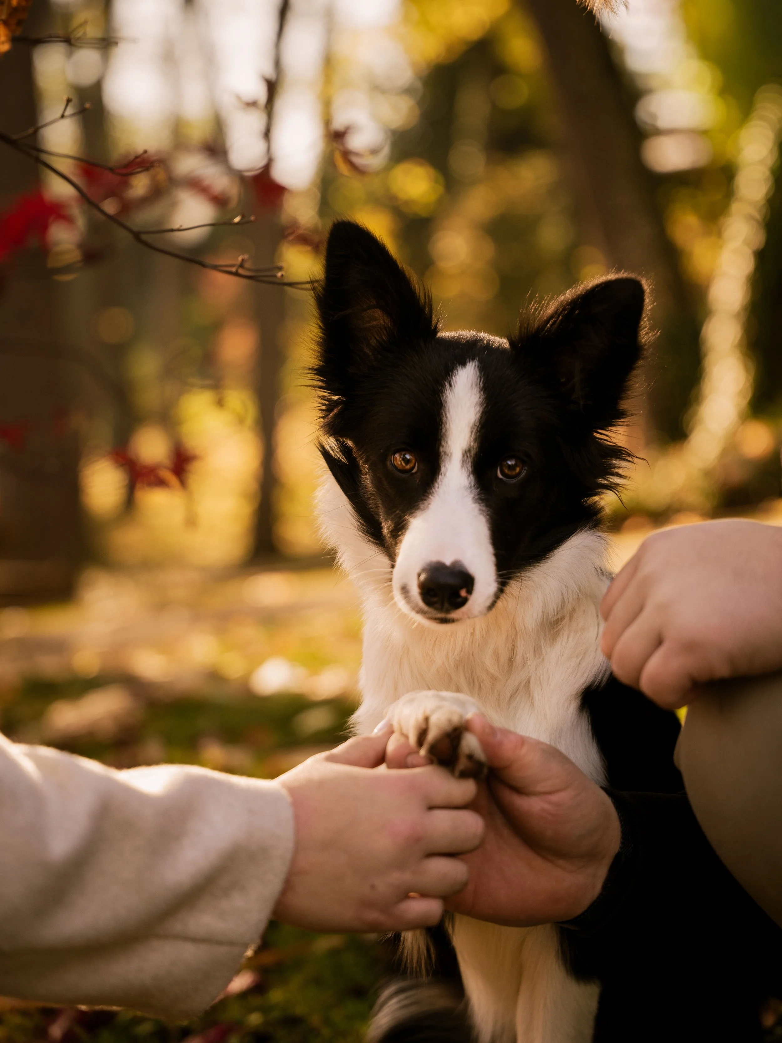 Animaux Click by Noémie