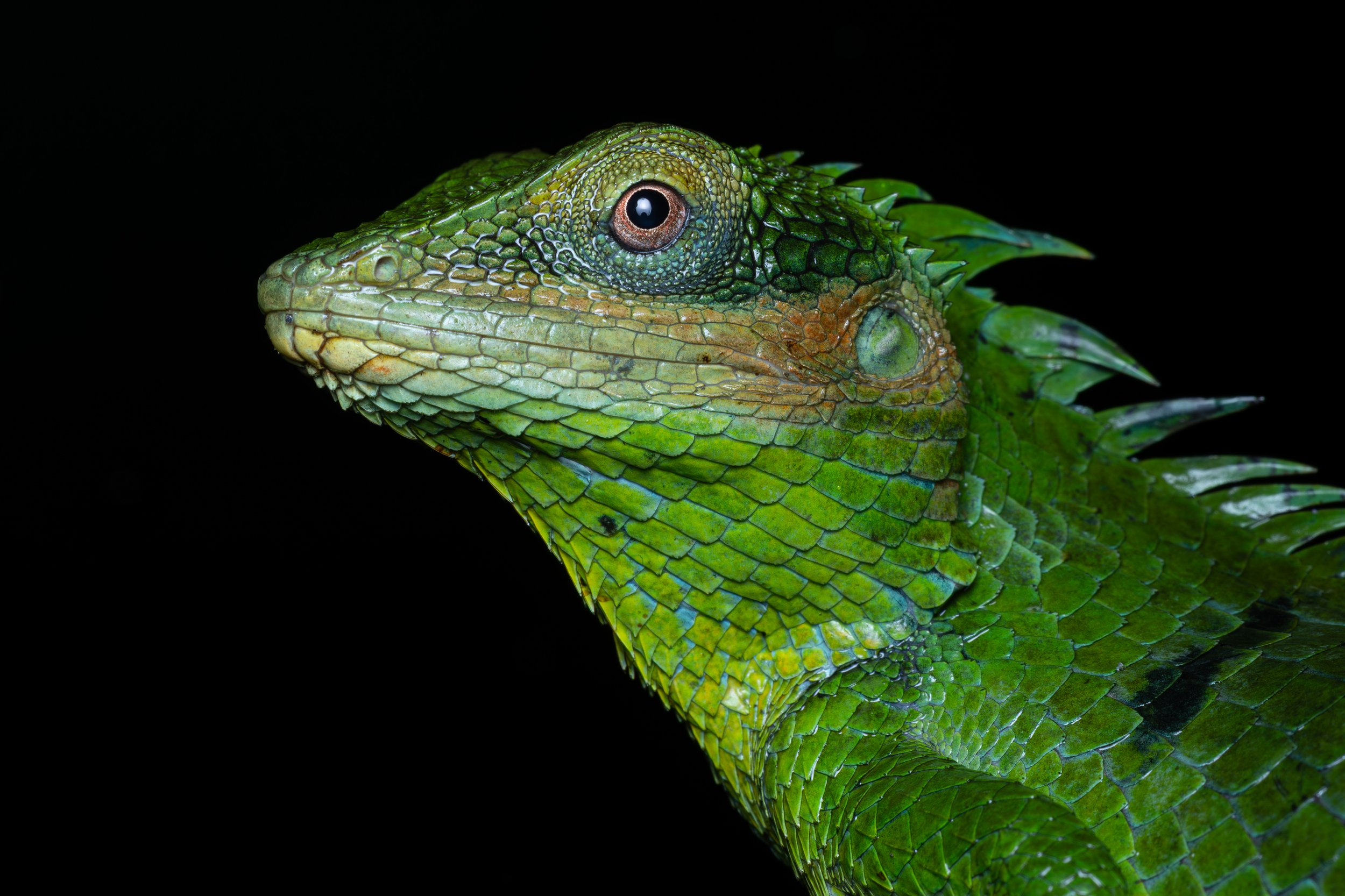 Close-up of a large scaled lizard with textured scales and a dark background.