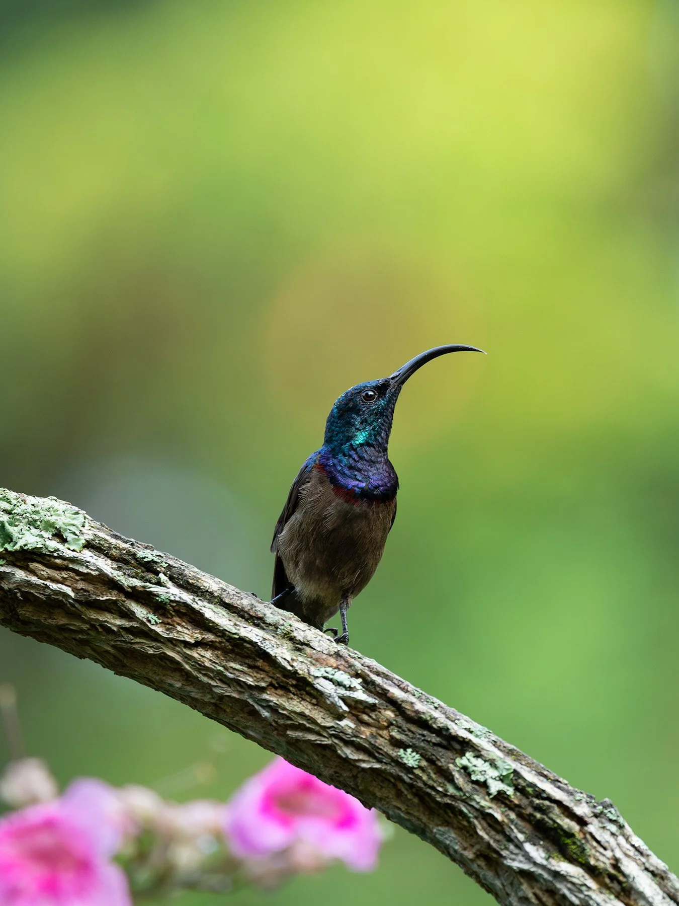 A colorful hummingbird with a long curved beak perched on a tree branch, with a blurred green background and pink flowers in the foreground.