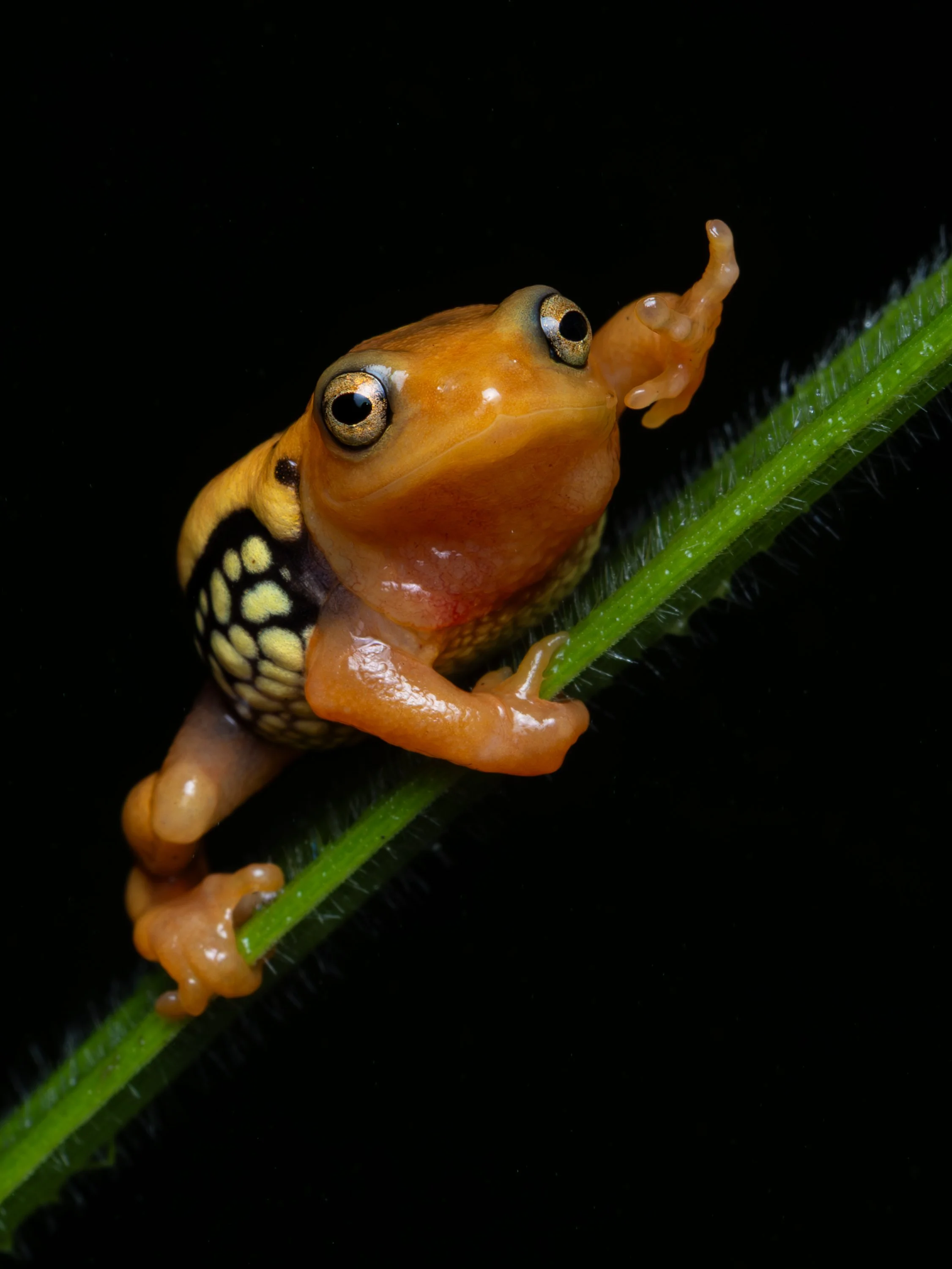 Close-up of a resplendent frog with black, yellow, and orange markings climbing on a green plant against a black background.