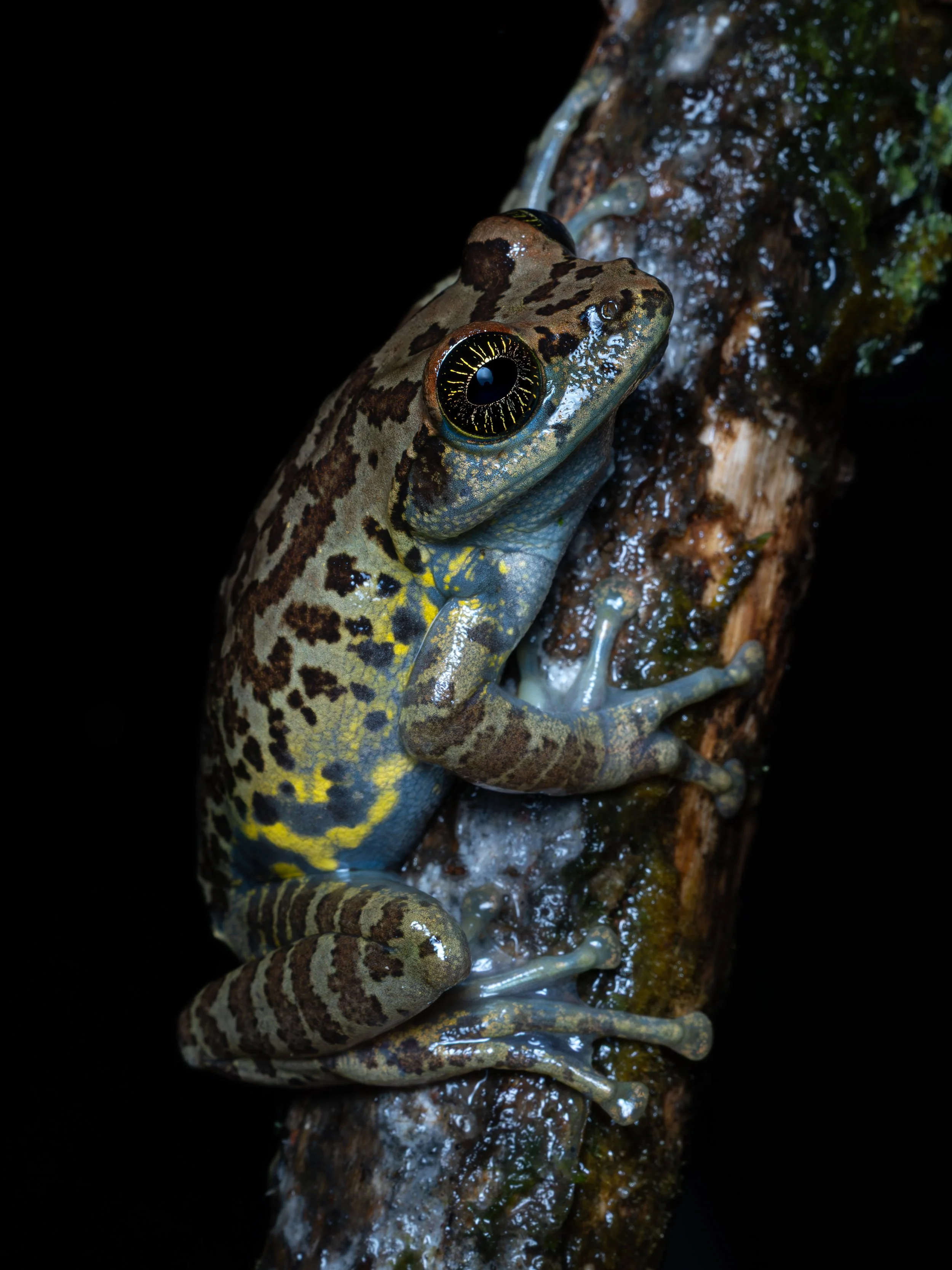 Close-up of a gray and yellow patterned frog on a tree branch at night.