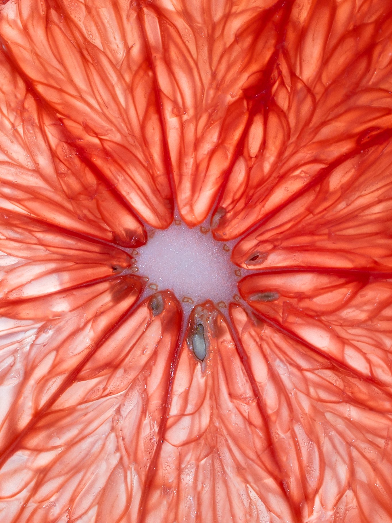 Orange Closeup-4.jpg