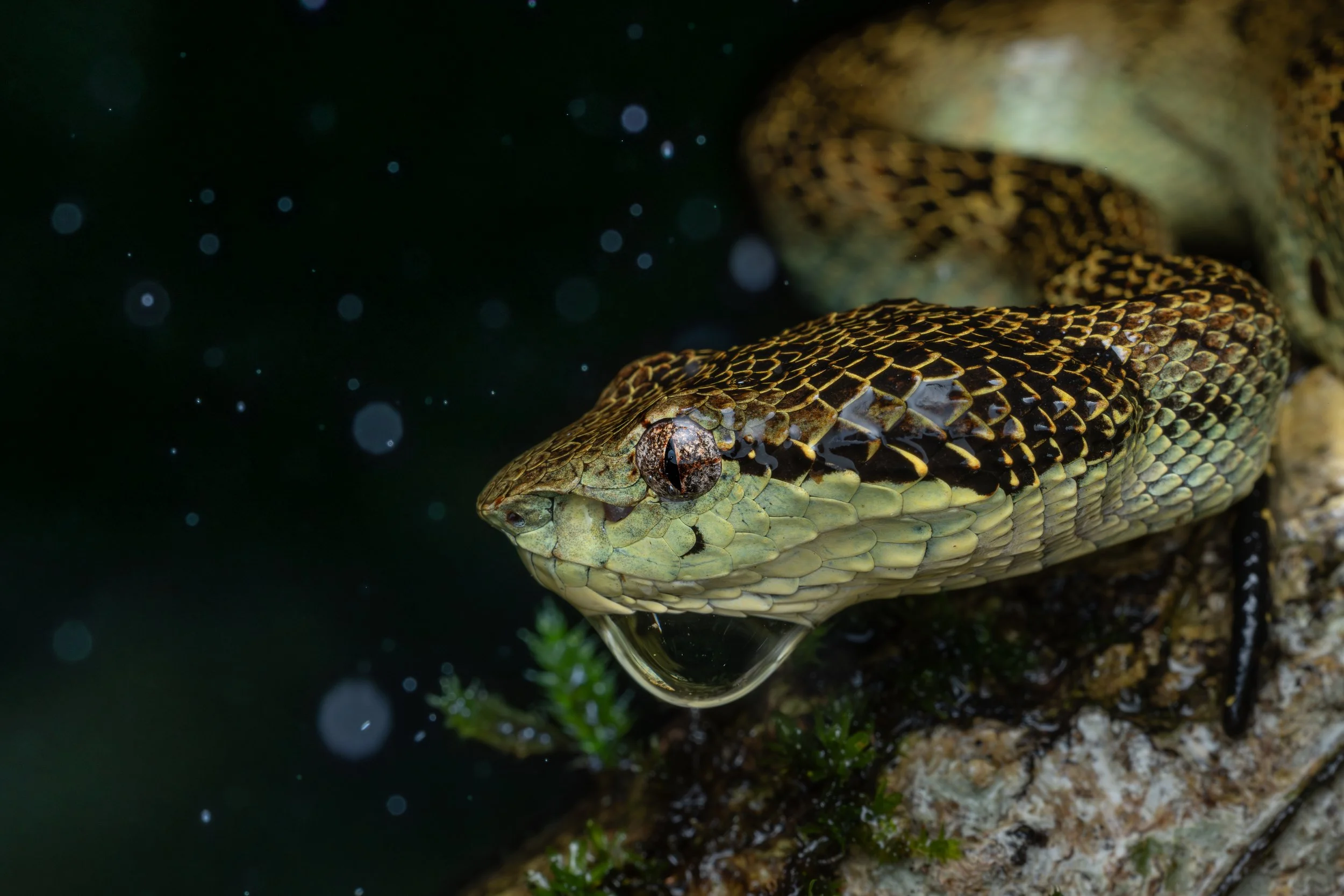 Close-up of a Annamalai pit viper snake with detailed scales, resting on a rock near green moss, with dark water and floating particles in the background.