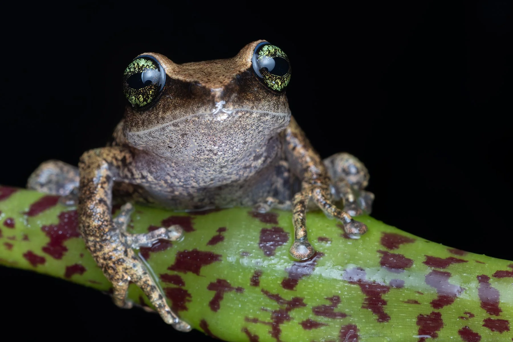 Close-up of a frog with large, shiny green eyes sitting on a green branch with red spots against a black background.