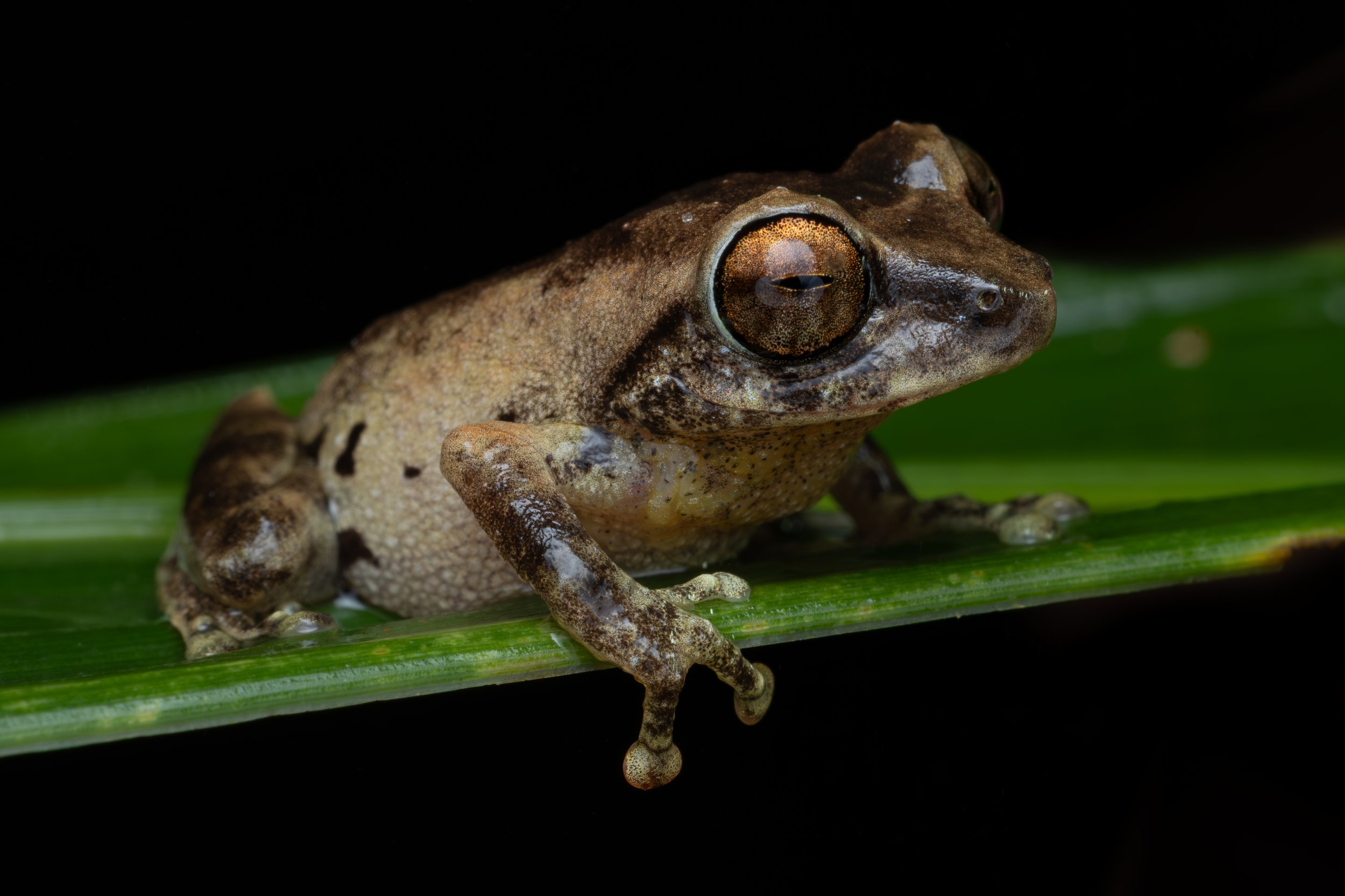 Close-up of a brown frog with large eyes on a green leaf against a black background.