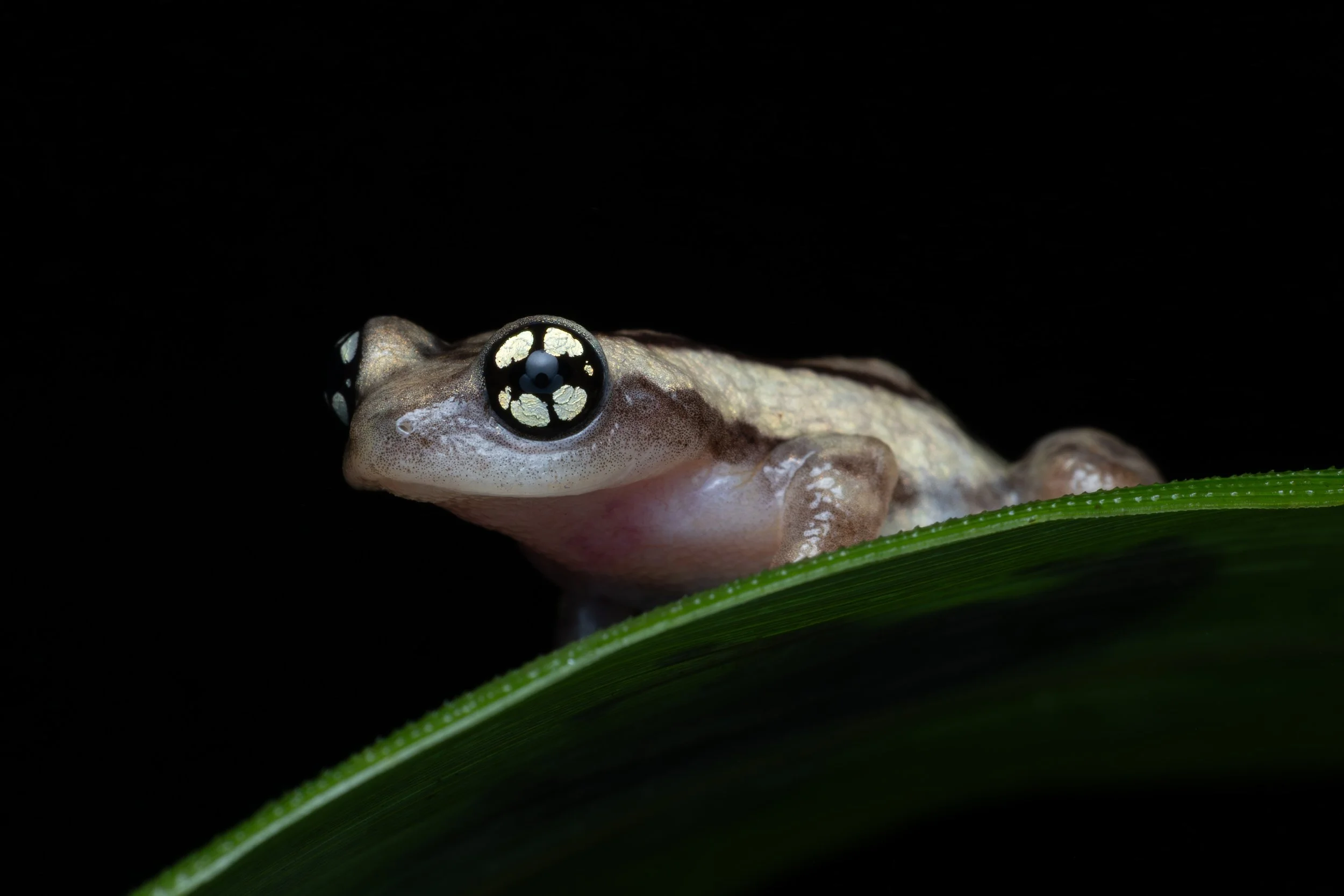 Close-up of a ochlandrae frog with striking eyes resting on a green leaf with a black background