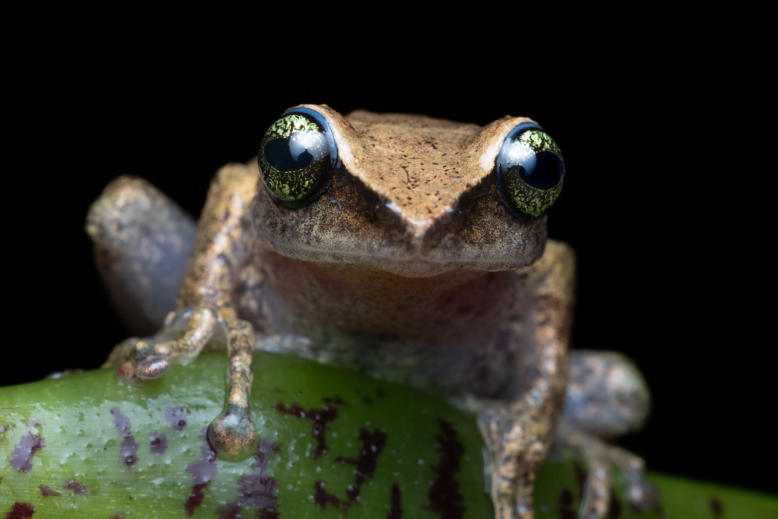 Close-up view of a small frog with large black and green eyes, perched on a green leaf against a black background.