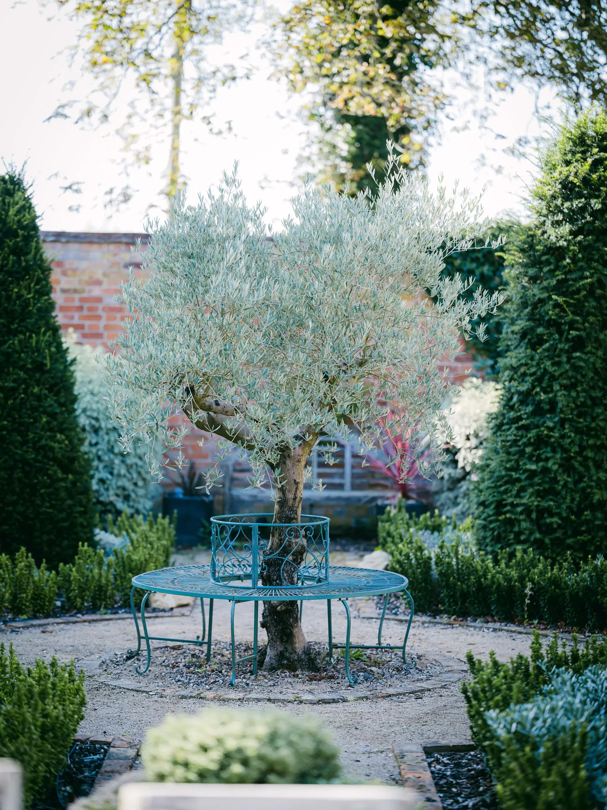 A small tree with light grayish-green leaves planted in a decorative metal planter on a round metal table in a garden, surrounded by trimmed bushes and plants, with a brick wall and trees in the background.