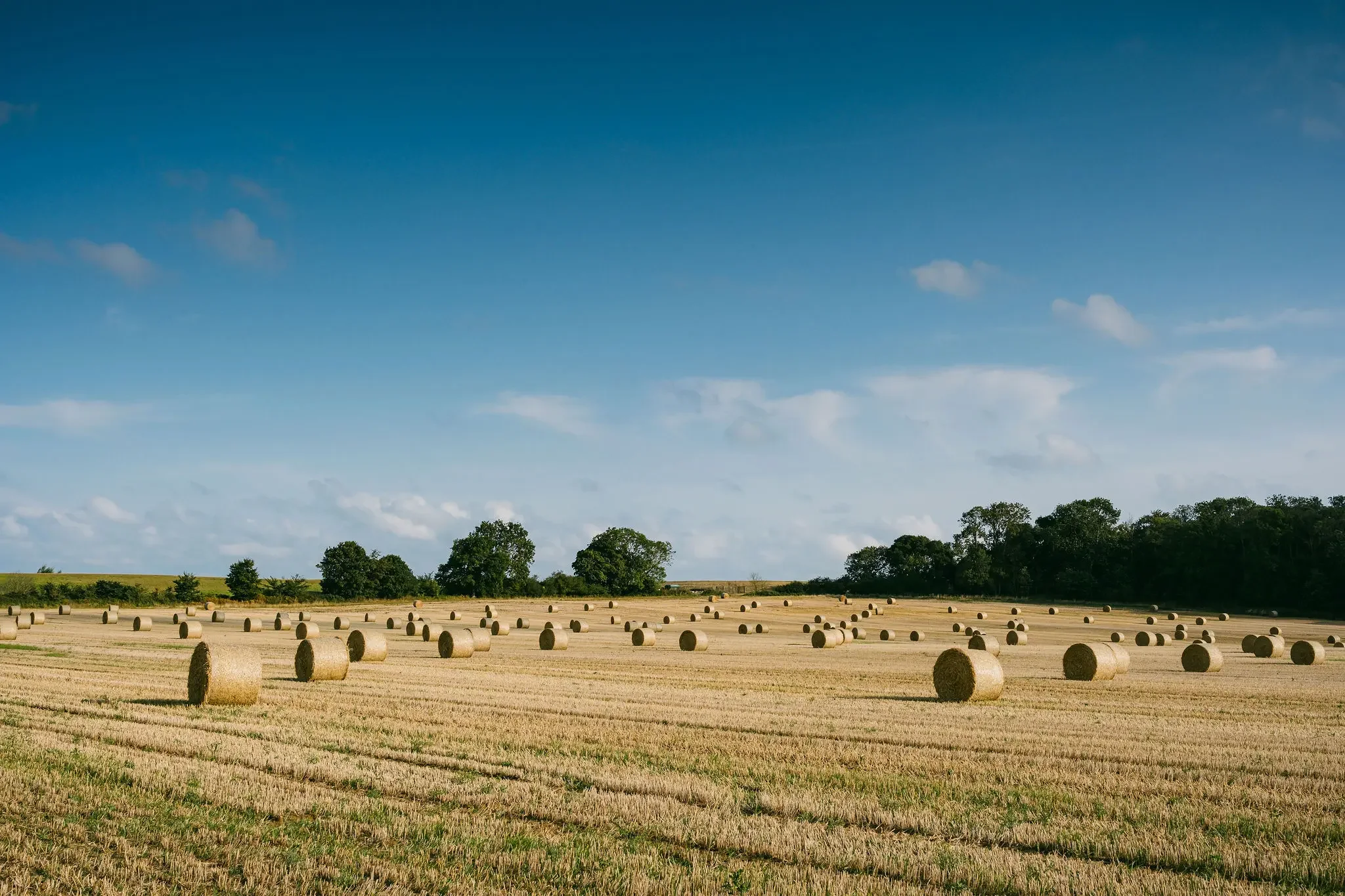 A wide field with numerous round hay bales scattered across the golden grass under a blue sky with a few clouds, and a tree line in the distance.