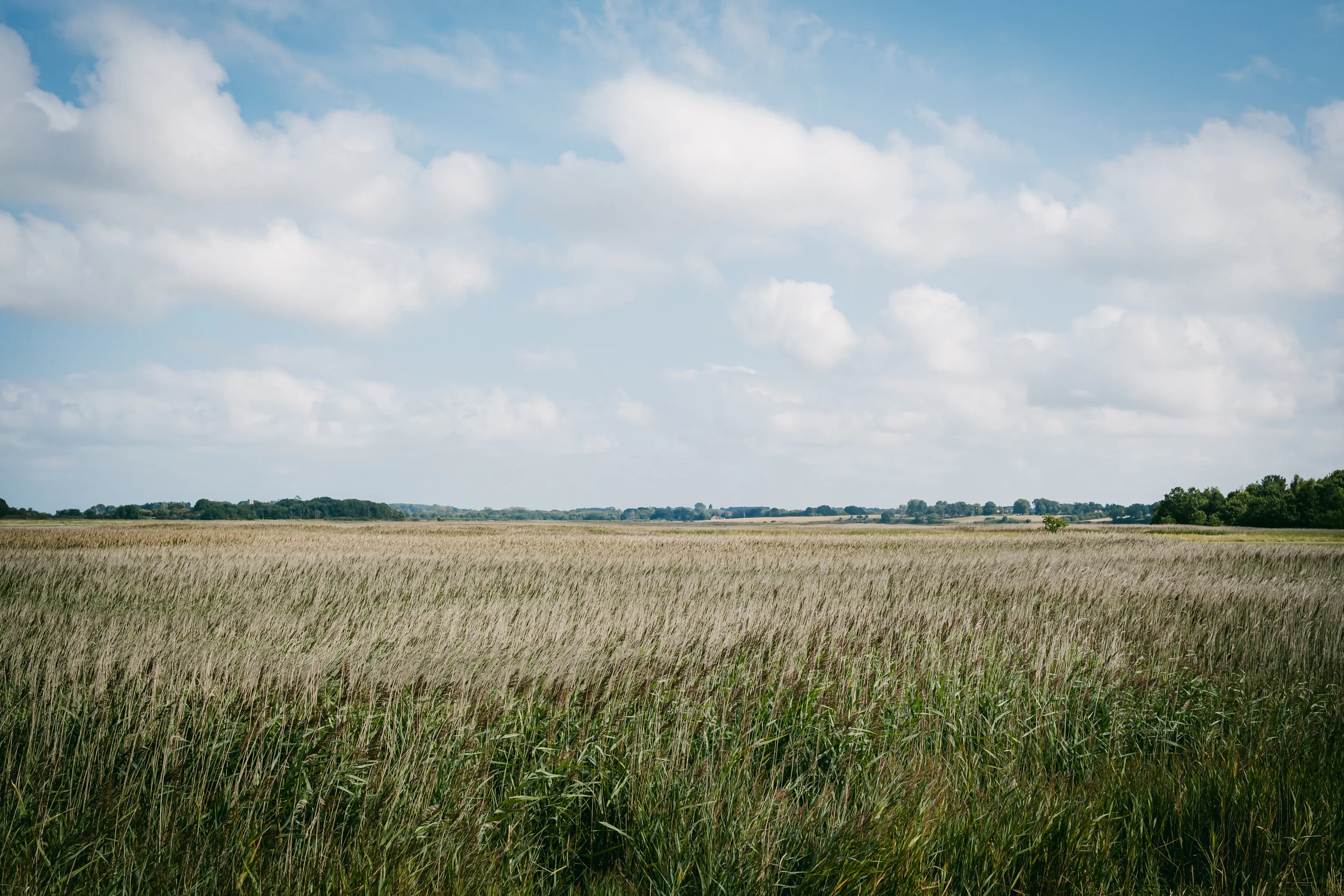 Open field of tall, golden grass under a blue sky with scattered white clouds.