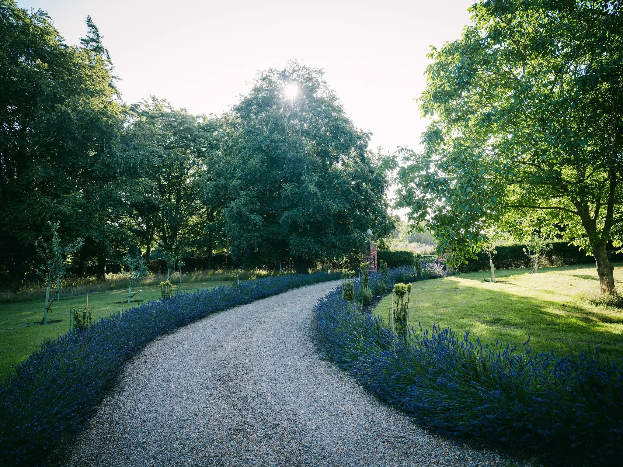 A garden scene with a gravel pathway bordered by purple flowers and surrounded by green trees and grass, with the sun shining through the trees.