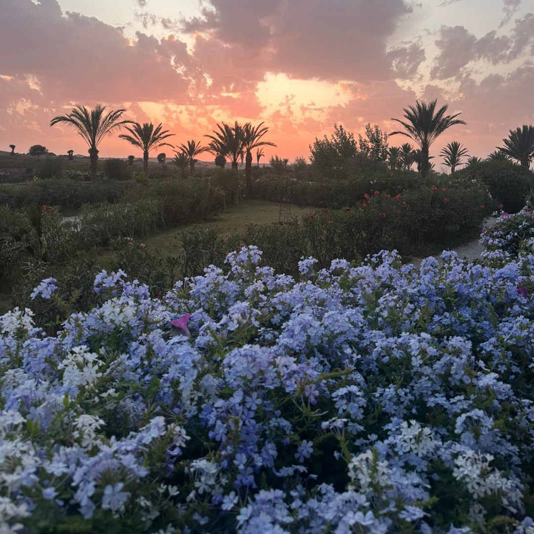 A garden with various flowers and palm trees at sunset, with a sky filled with clouds and warm colors.