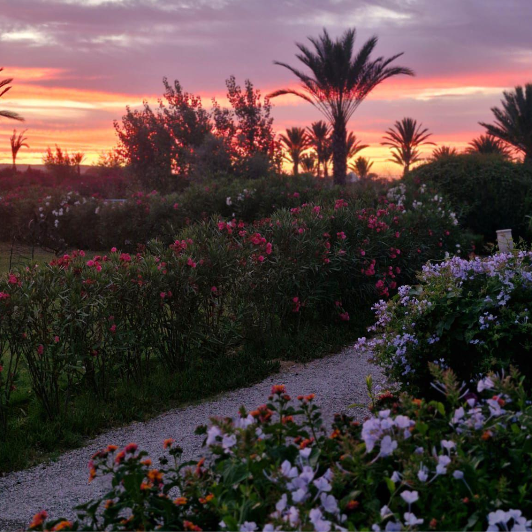 A garden at sunset with pink, purple, and white flowers, palm trees, and a colorful sky with orange, pink, and purple clouds.