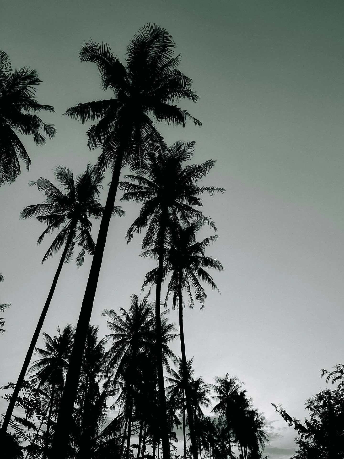 Lombok isn&rsquo;t just a place - it&rsquo;s a feeling!
At SENJA we don&rsquo;t just teach you how to surf, we share the rhythm of the island - slow, grounded and full of life 🌴