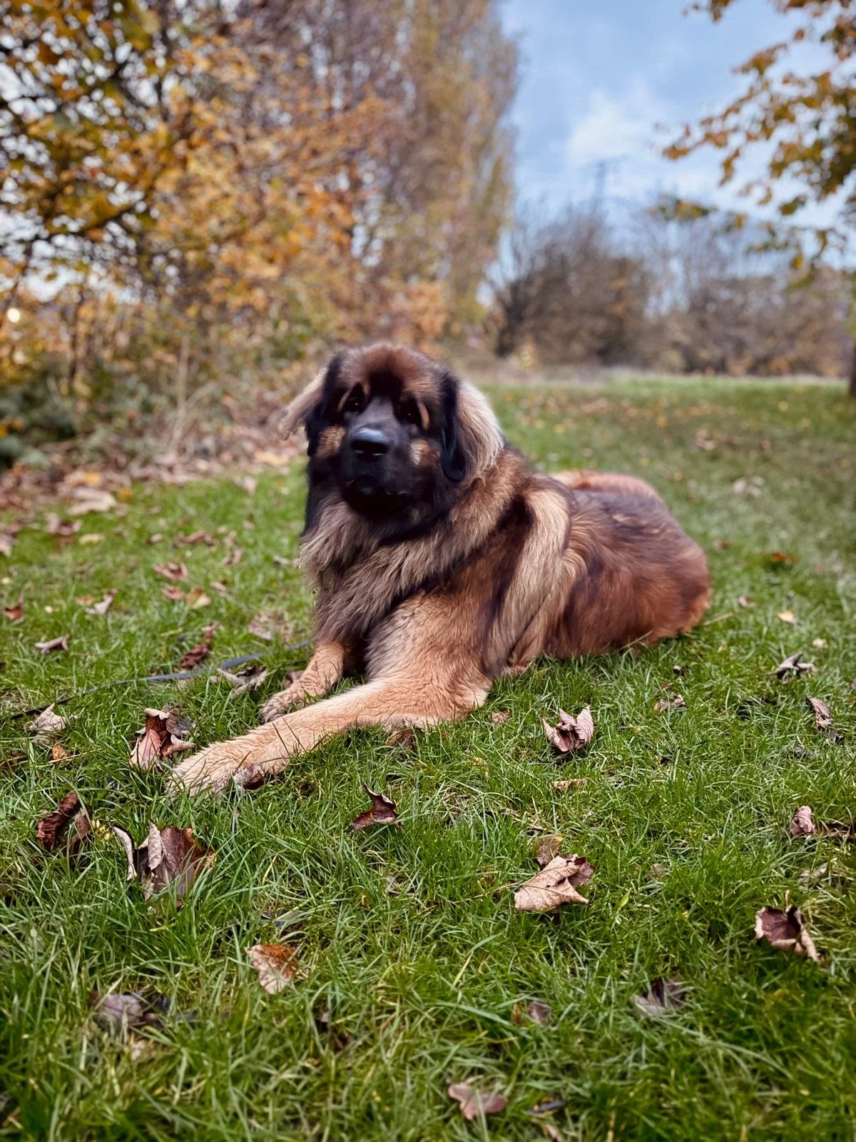 Django  - Large fluffy brown dog lying on green grass, surrounded by fallen autumn leaves. Background shows trees with golden foliage and a cloudy sky. Tranquil scene.