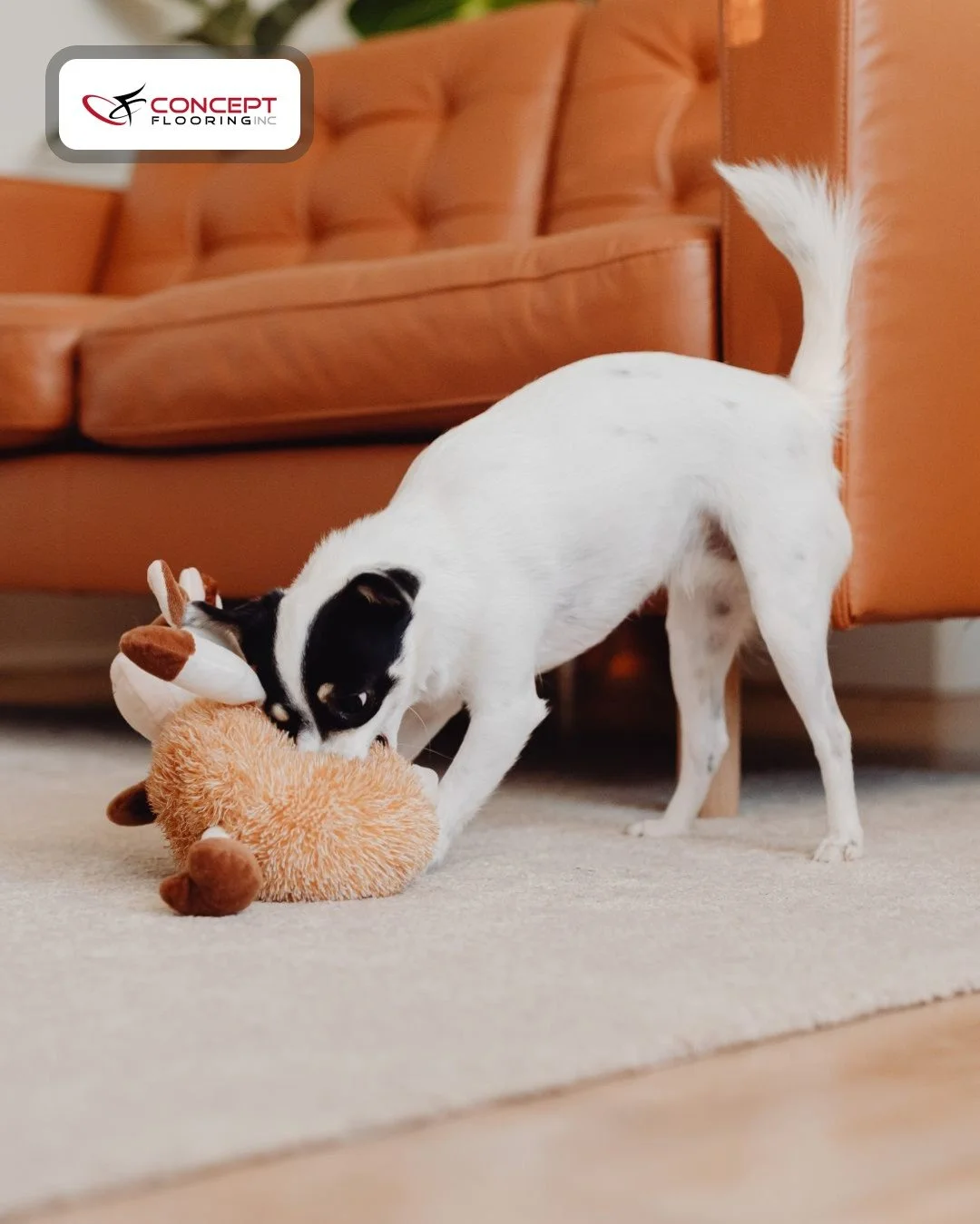 What makes a house feel like home?

Homework at the table. Dogs playing on the floor. Grocery bags dropped by the door 🐾

Somehow it&rsquo;s the little everyday chaos that makes it feel complete. 🏠