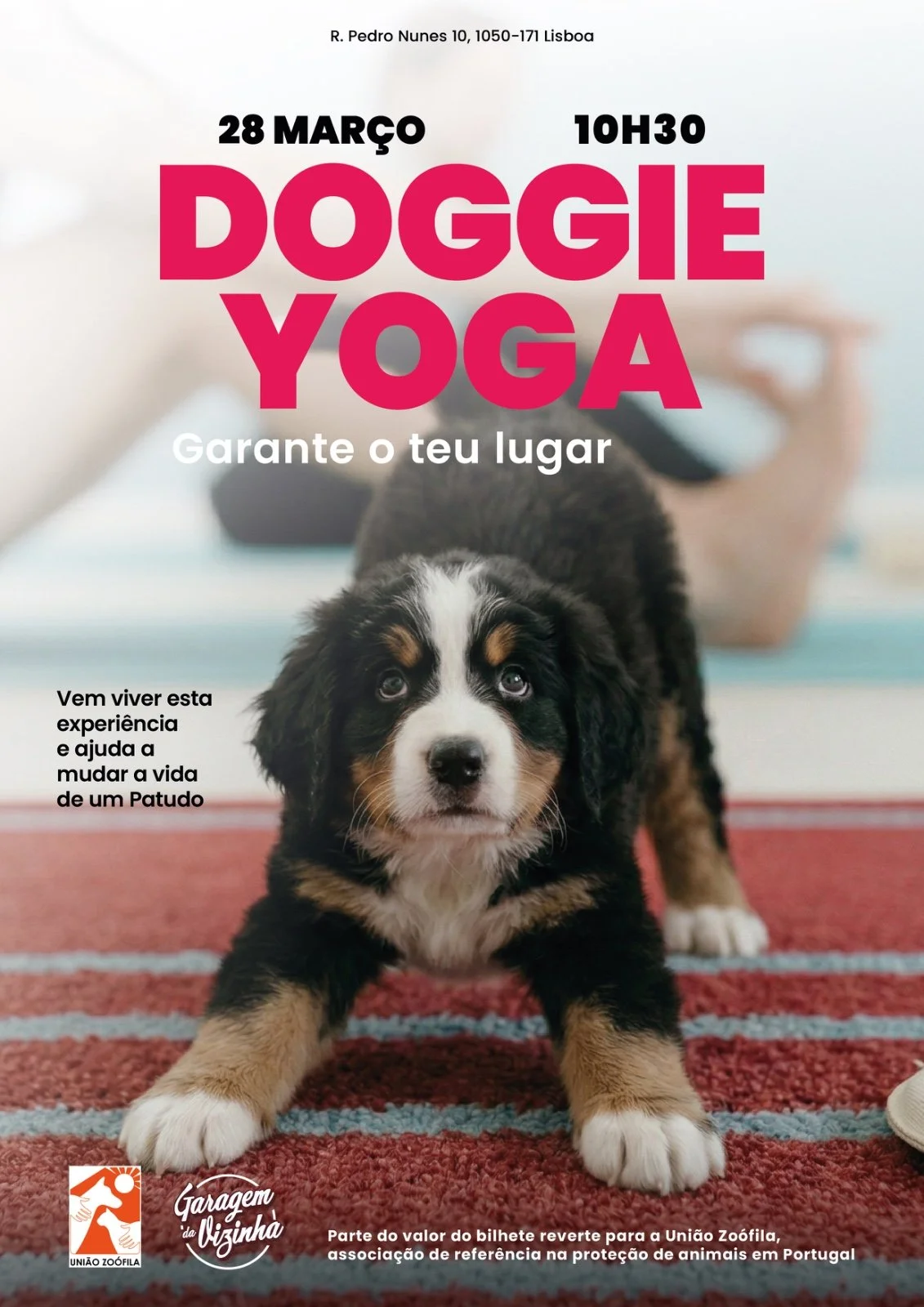Doggie Yoga