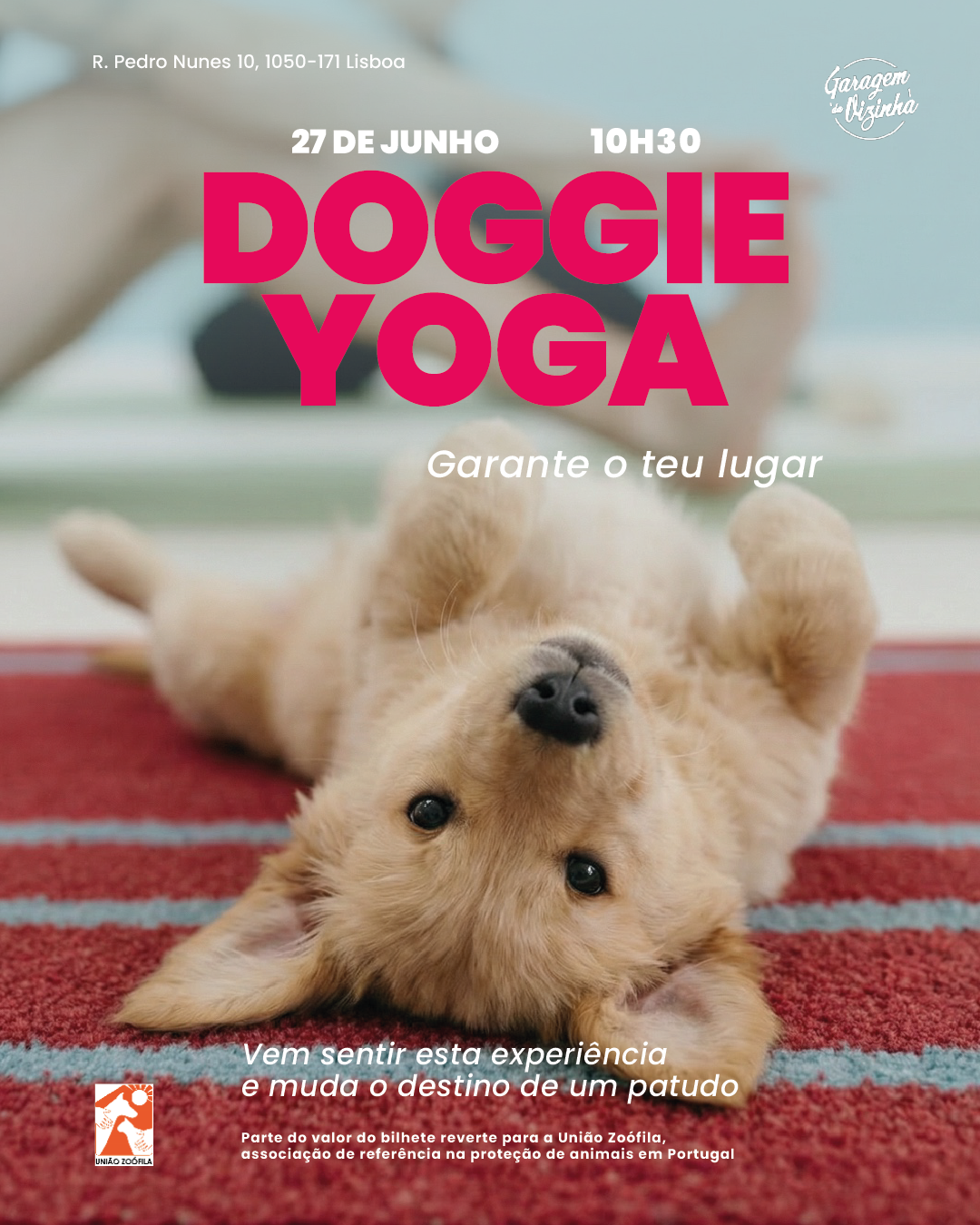 Doggie Yoga