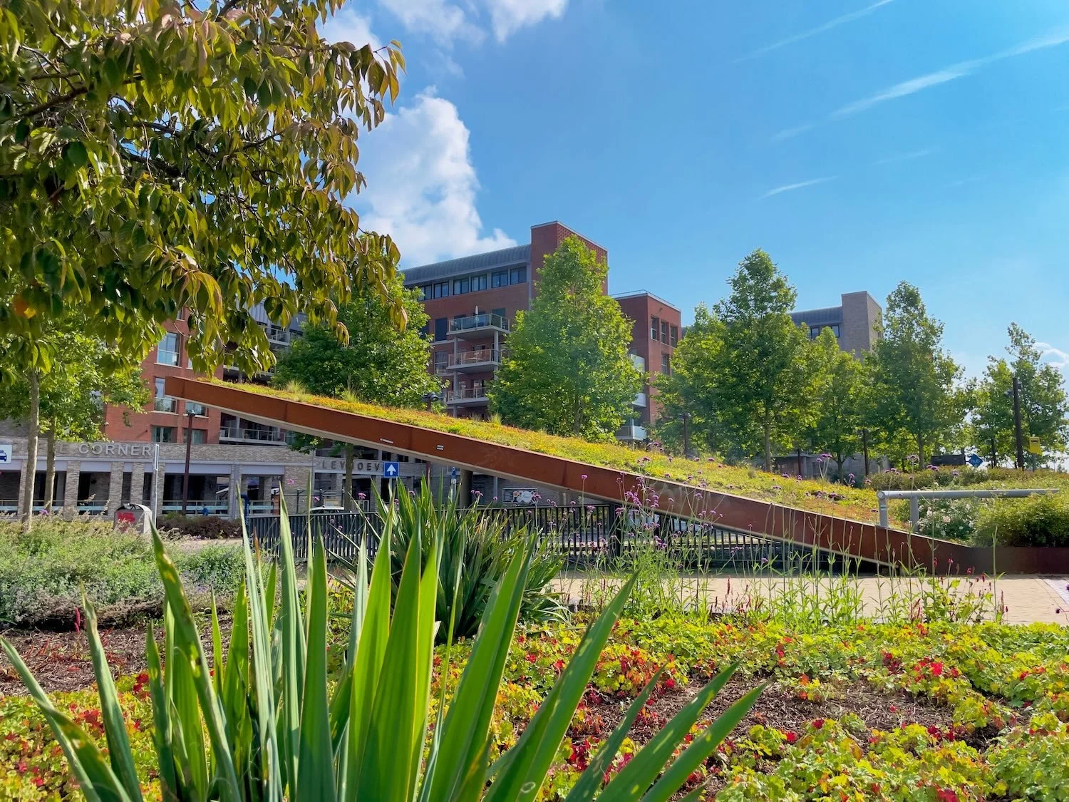 A rooftop garden on a sloping roof surrounded by trees and plants