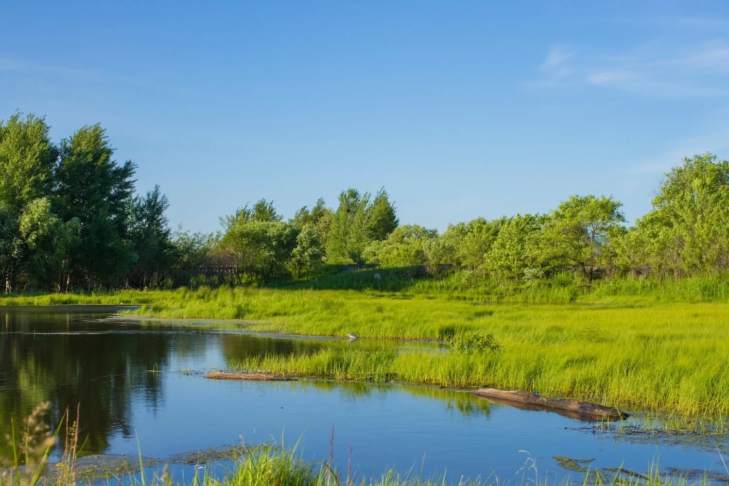 A pond and trees in a green field