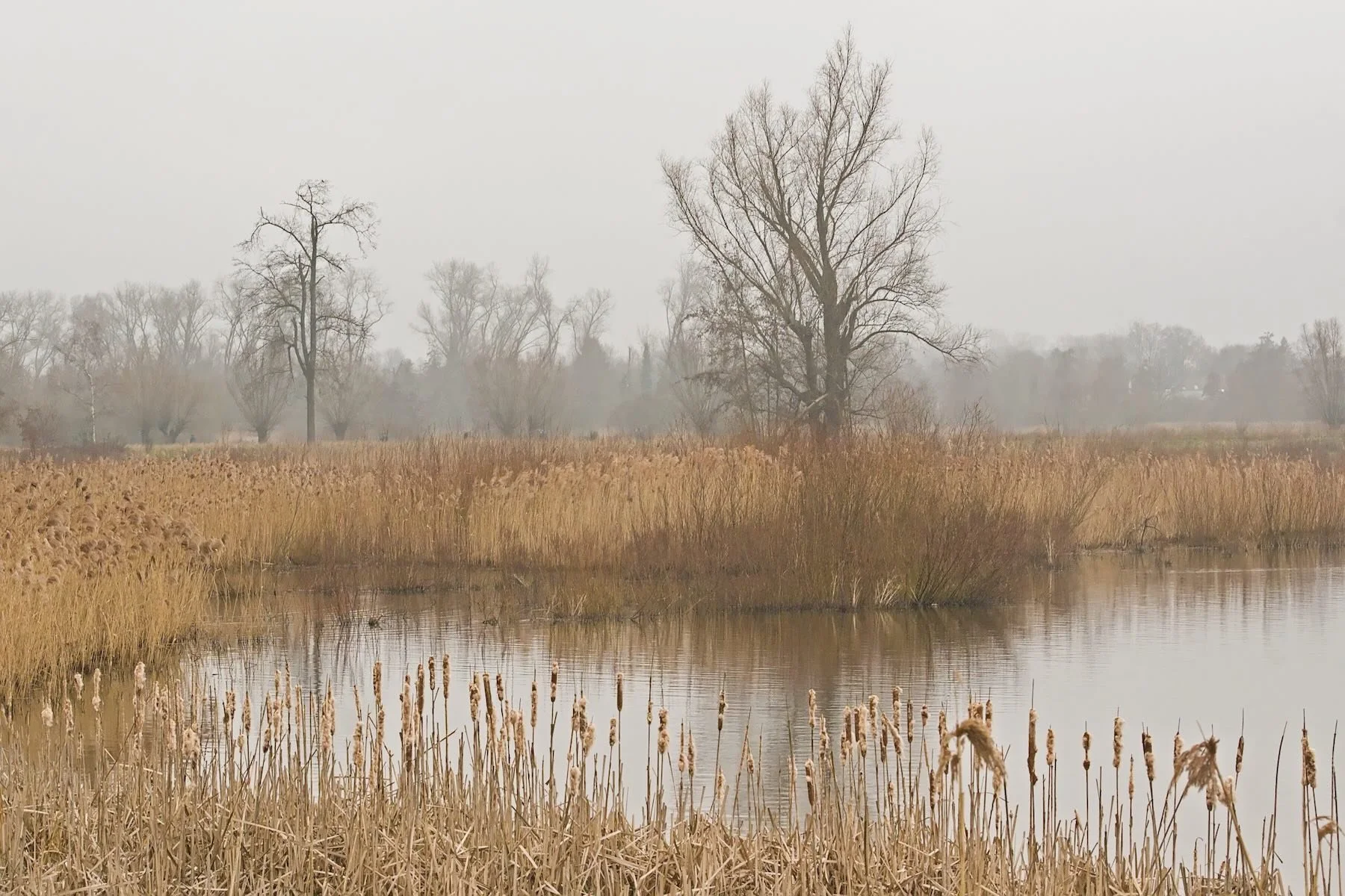 A foggy wetland in the with reed and bare trees in Bourgoyen nature reserve