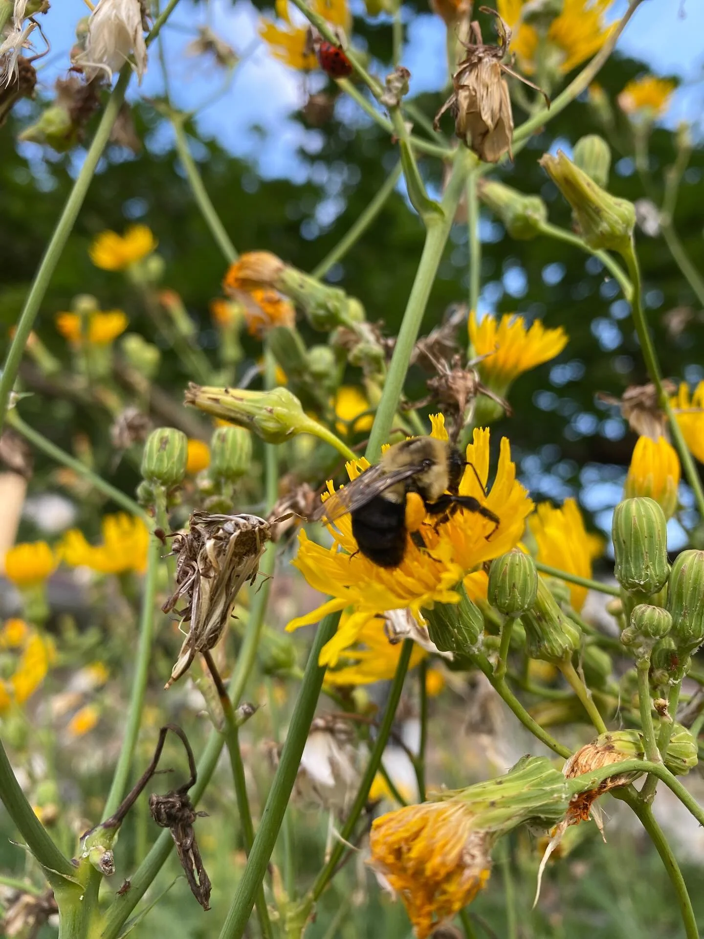 Bees, a butterfly, and a flower for your day! Cheers to nature and its beauty. Hope you see something lovely today!