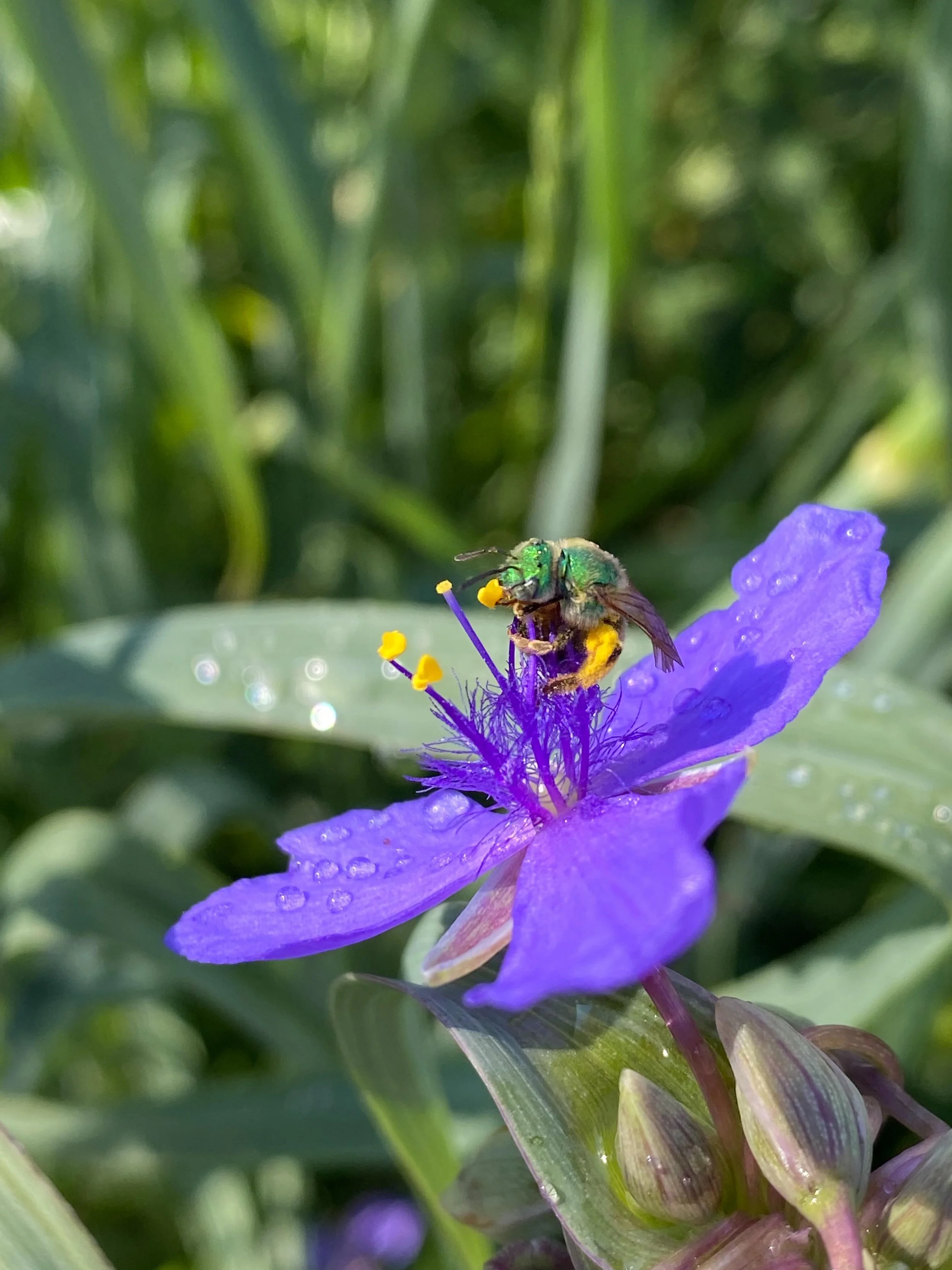 Check out my new favorite friend to nature; the Bicolored Striped-Sweat Bee! Isn&rsquo;t he amazing??!! #natureinspires #bicoloredstripedsweatbee