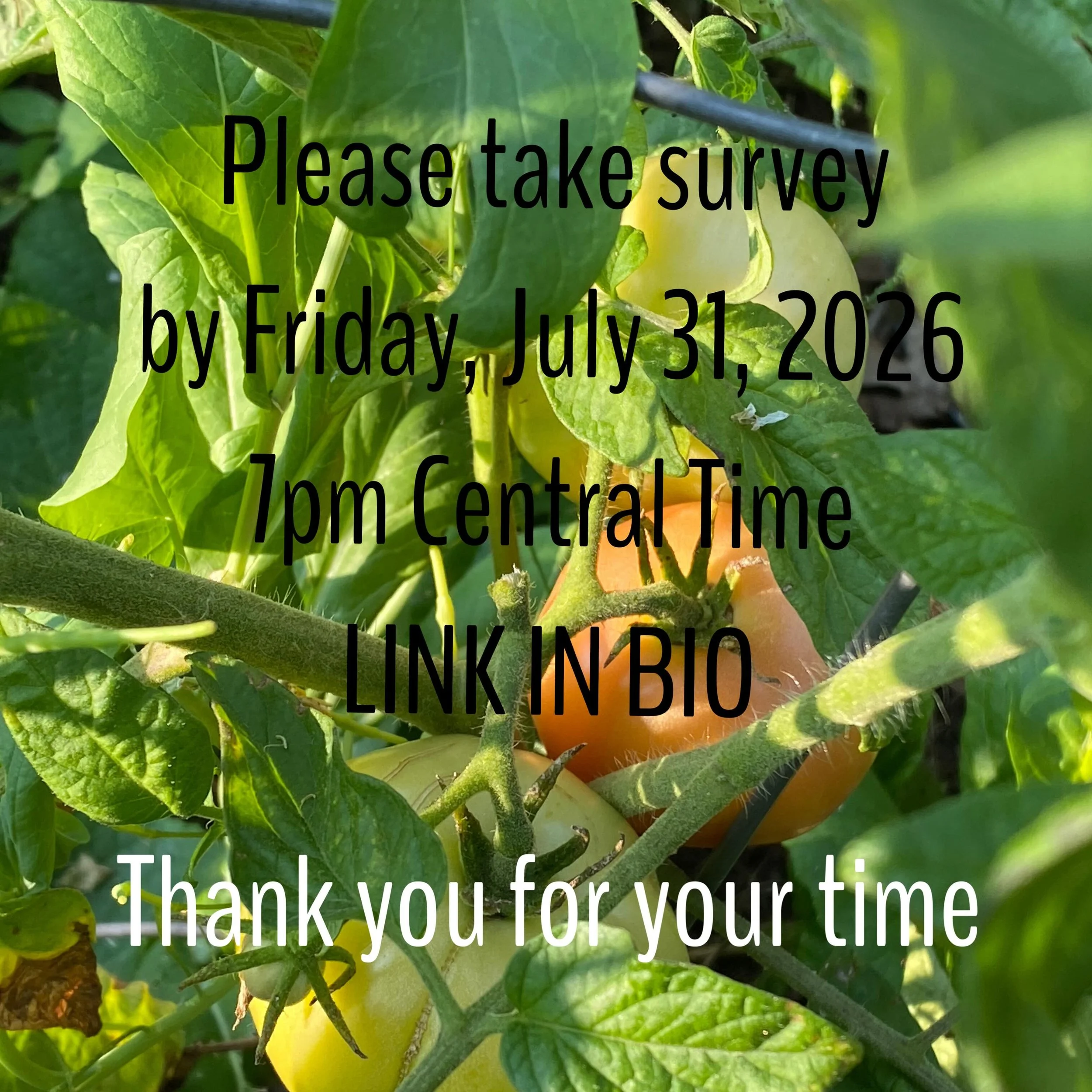 One day left to share your interests and help me develop future offerings via OrangeSpiralArts. 

Thank you to all who have already participated. 

If you took the survey early, I have fixed the multiple choice error. (Sorry, I am still learning). Fe