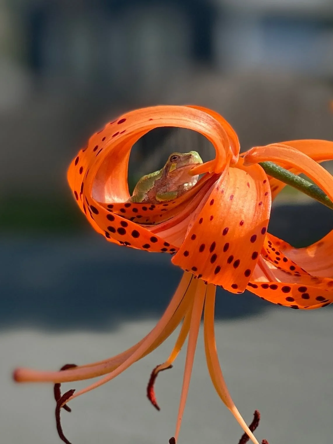 I could not believe my eyes when I saw this little one inside the curl of a tiger lily flower! Isn&rsquo;t it awesome?!! Nature is so amazing and inspiring. Thanks for looking. Have a good one!