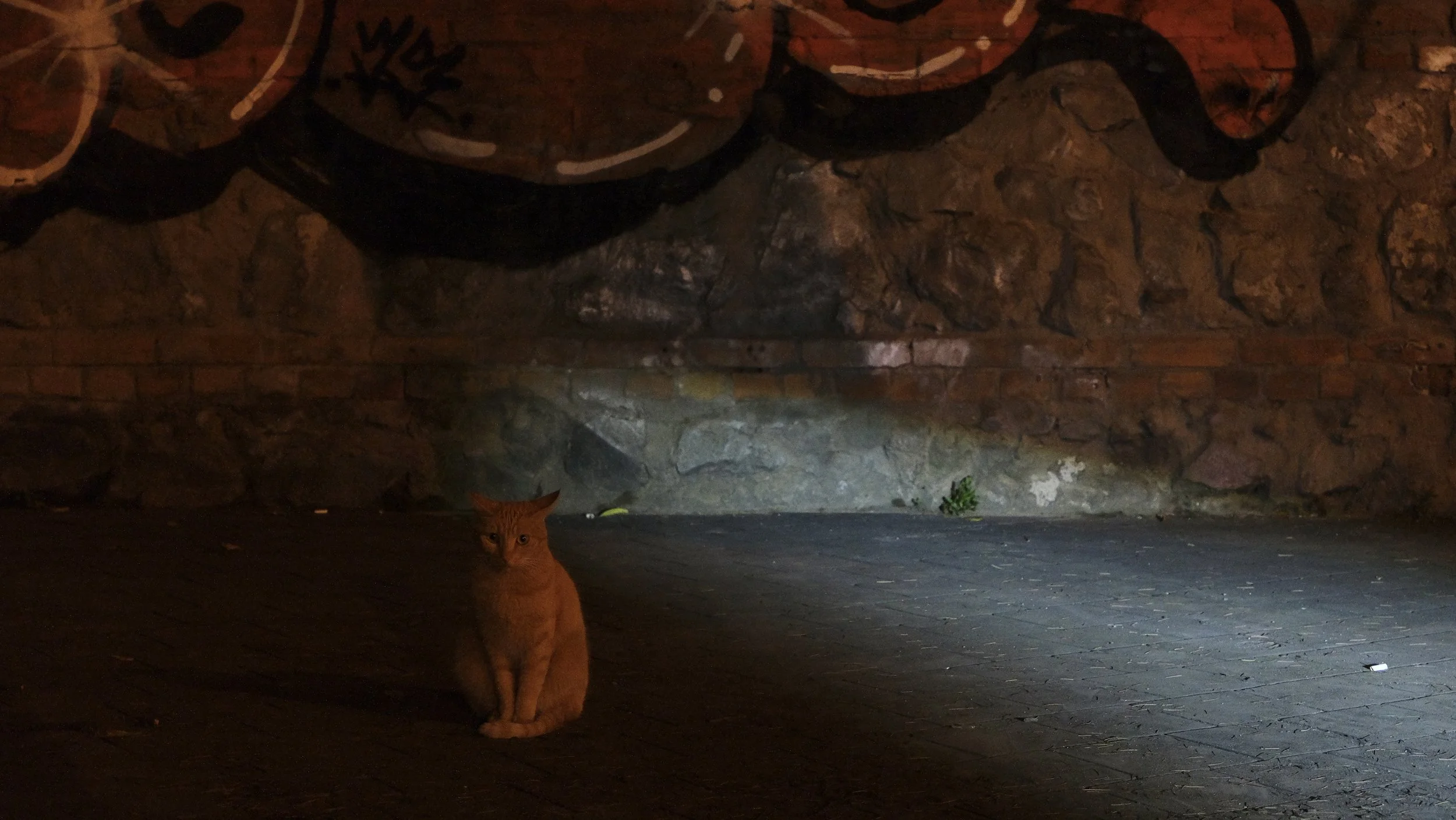 A ginger cat sitting on a cobblestone street near a rough stone wall illuminated by a flashlight or similar light source at night.