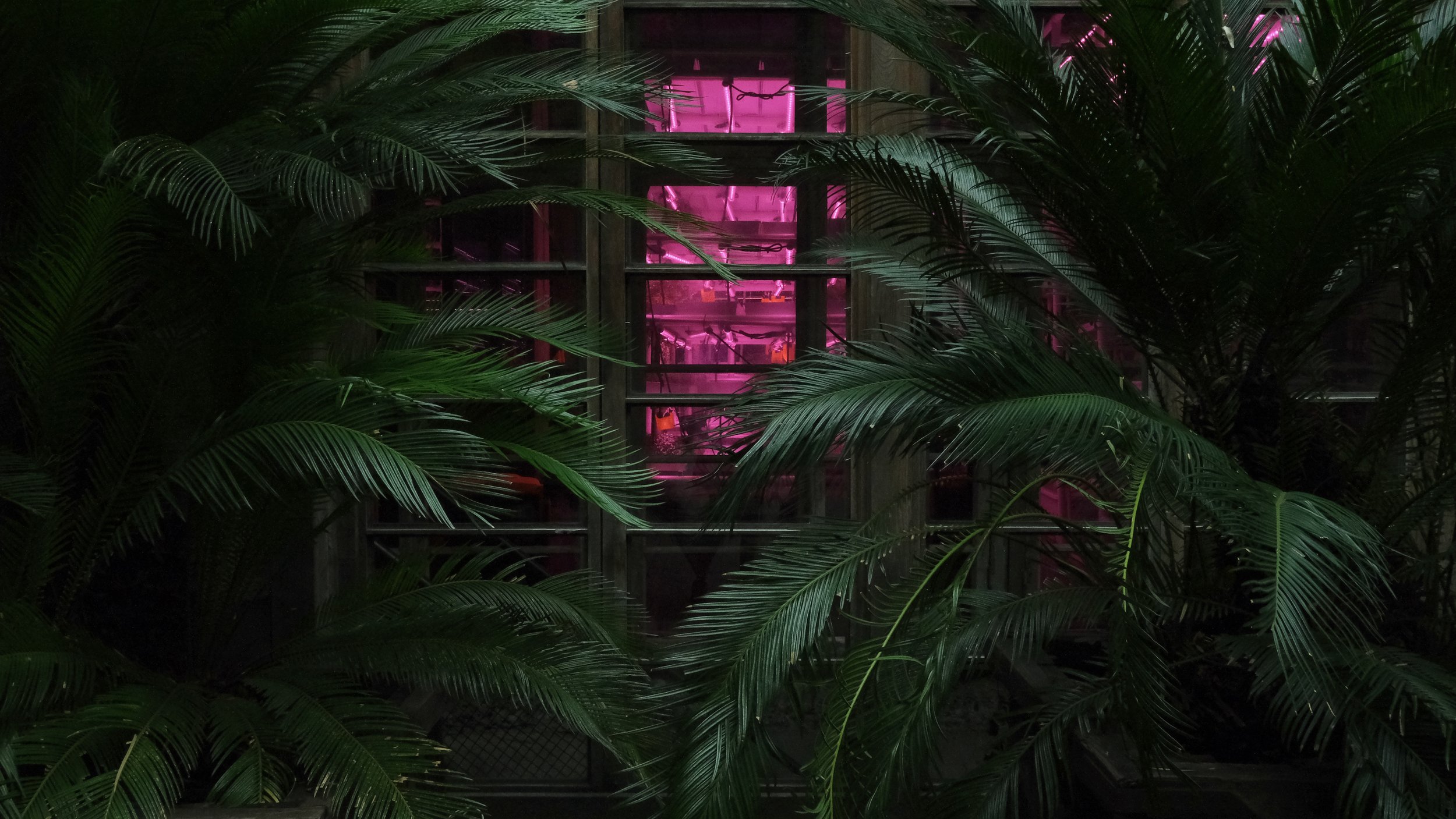 Green tropical plants in front of a reflective window illuminated with pink neon lights