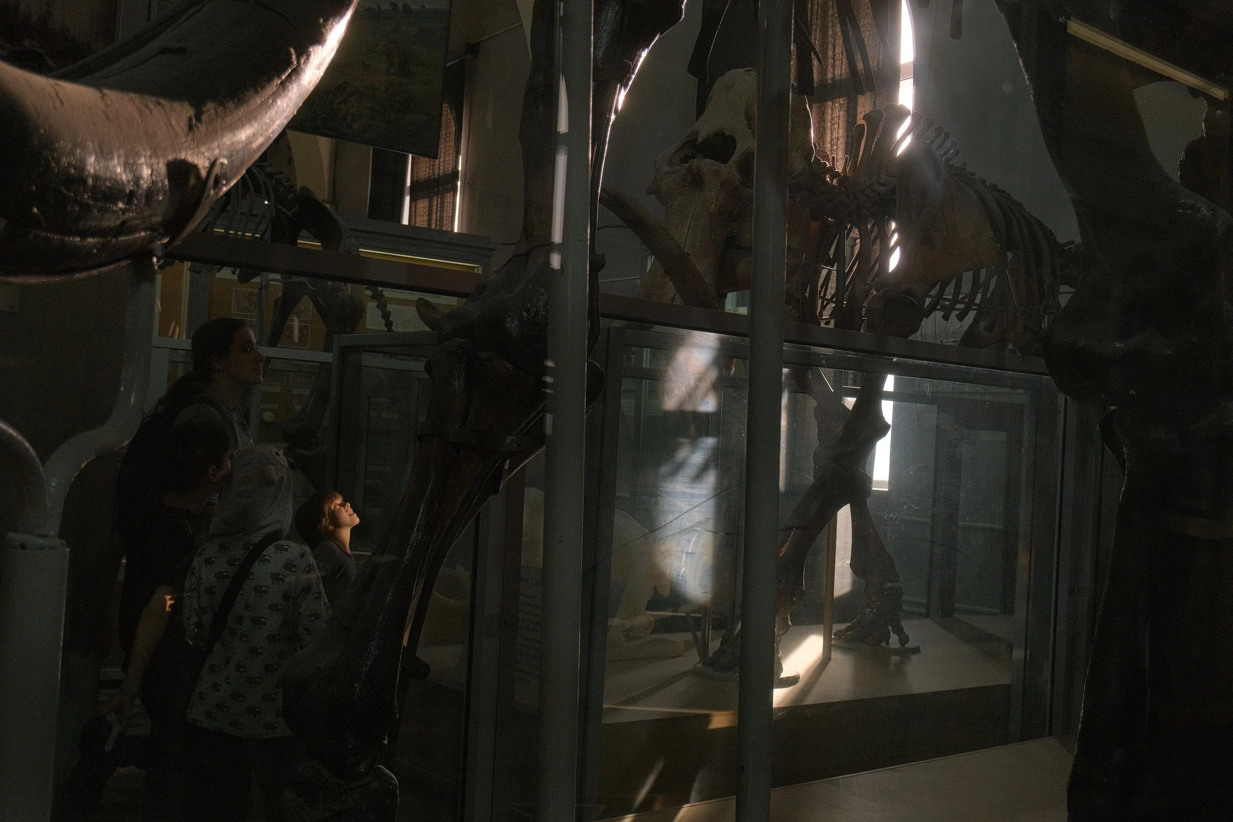 Group of four people observing dinosaur skeleton exhibit in a museum, with light shining through windows.