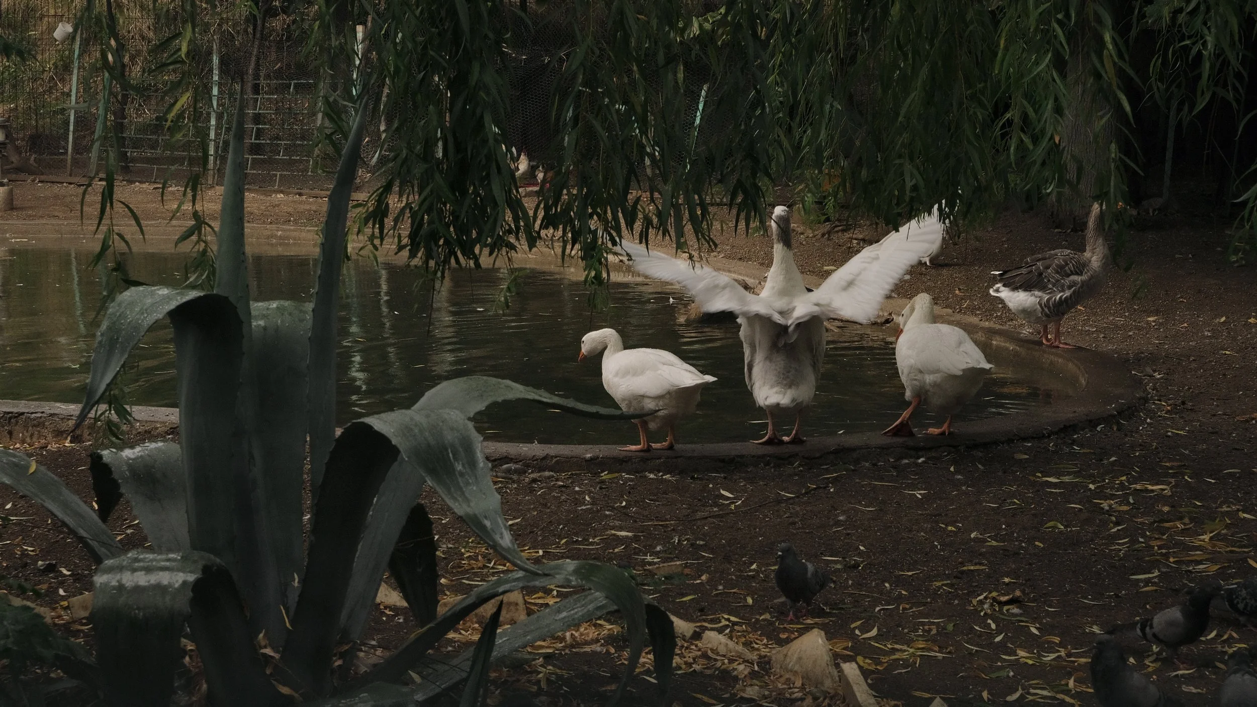 A group of geese standing and spread wings near a pond, surrounded by trees and plants in a park-like setting.
