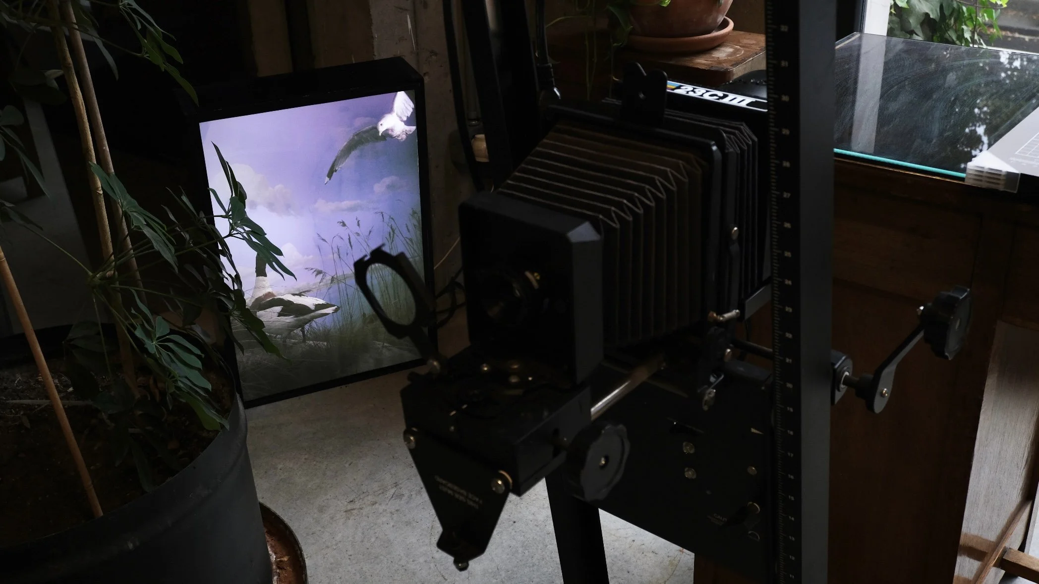 A camera on a tripod capturing an image of a framed photograph of a white bird in flight over a grassy landscape, indoors near a potted plant and a window.
