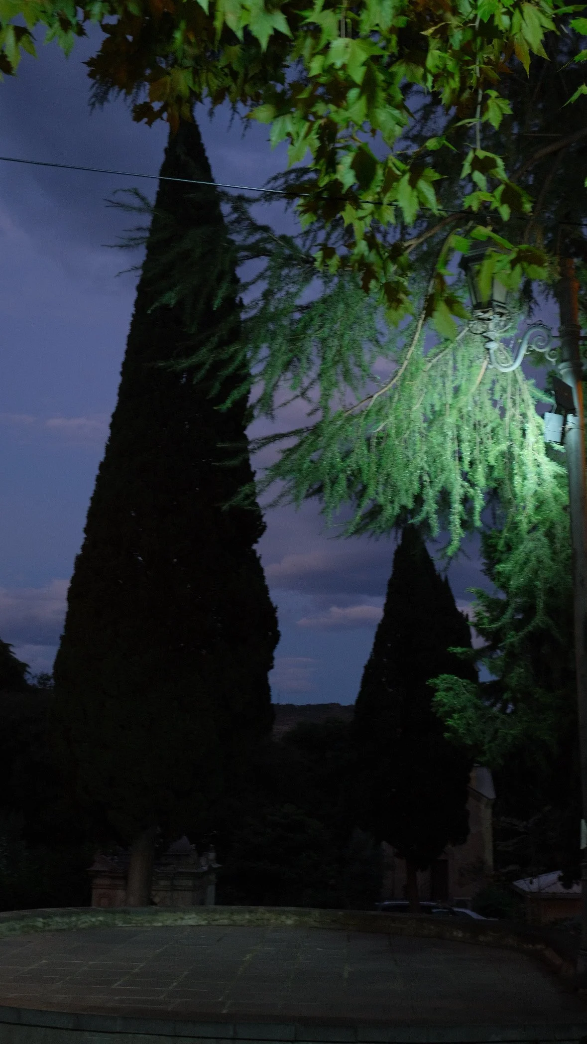 Tall conical evergreen trees at dusk with dark cloudy sky, some leaf branches hanging from the top right.